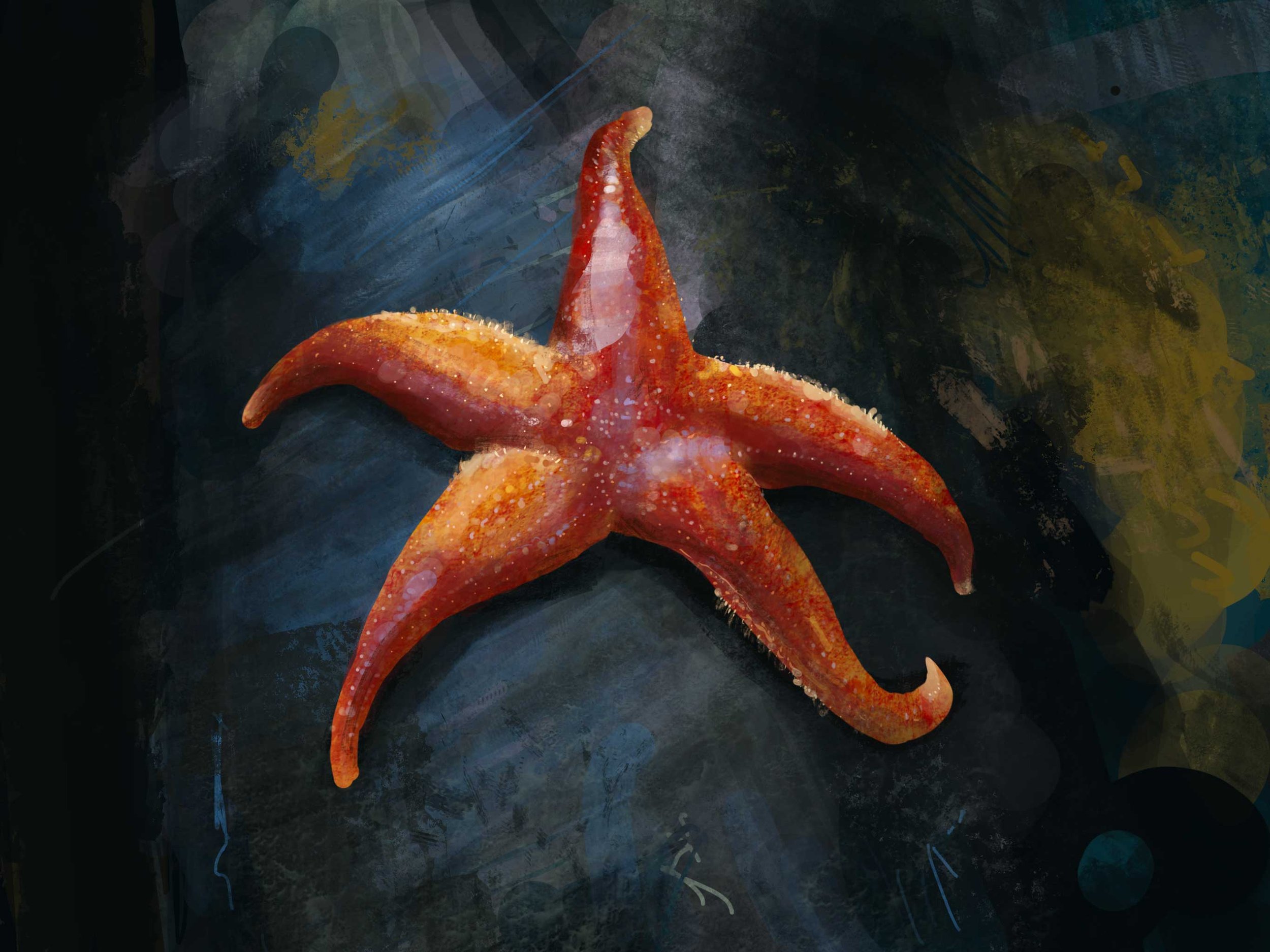 Asterias rubens
