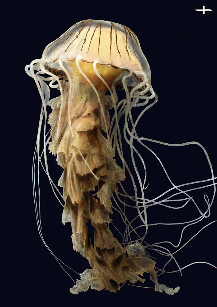 A jellyfish with a translucent bell and trailing tentacles floating in a dark background.