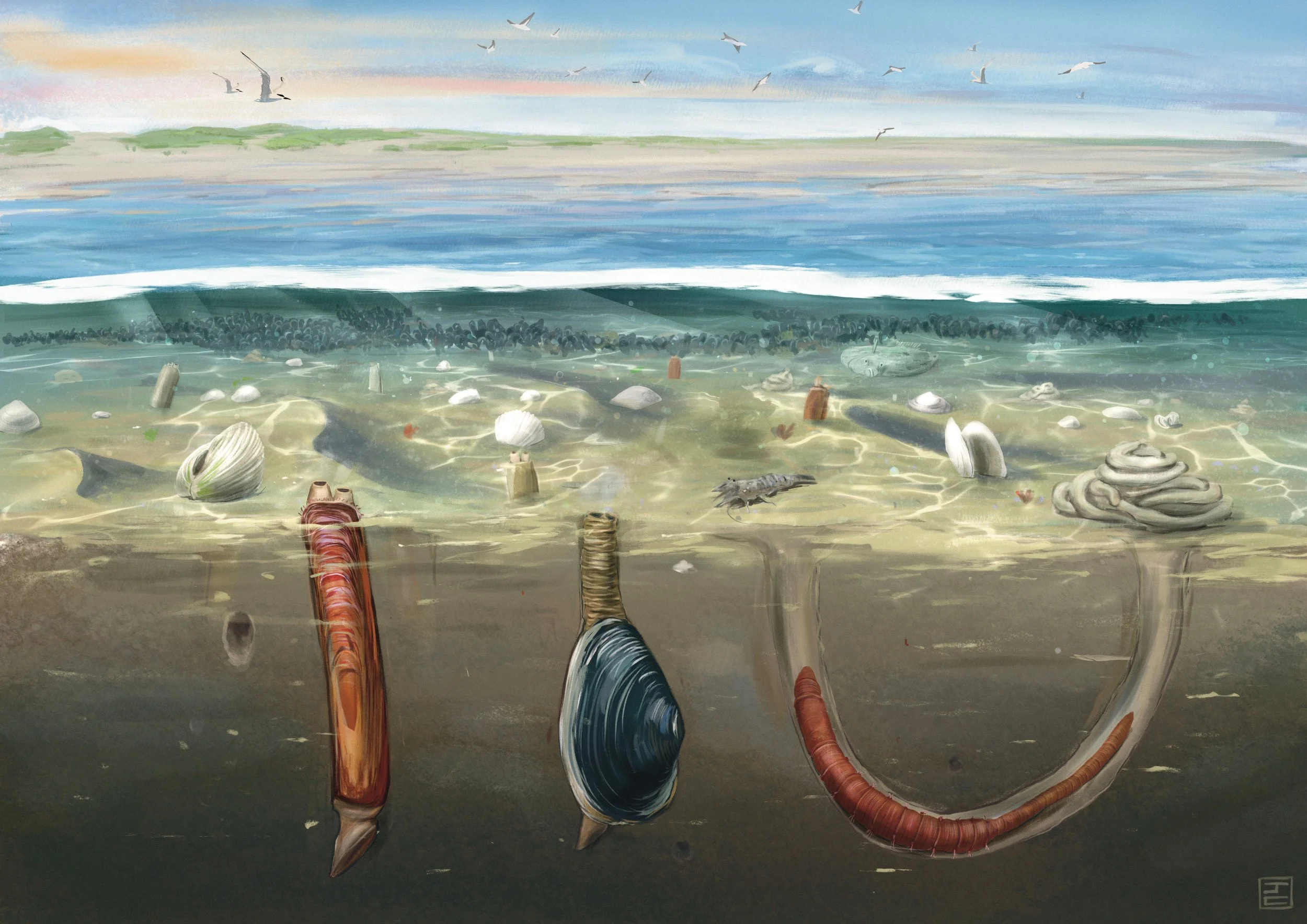 Benthos | Thesis Summary Illustration

A gift from colleagues to a fellow researcher of the marine benthos of the Dutch North Sea.