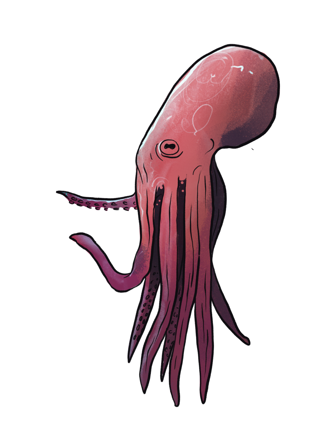 Illustration of a pinkish-red octopus with a rounded head and long tentacles against a black background.
