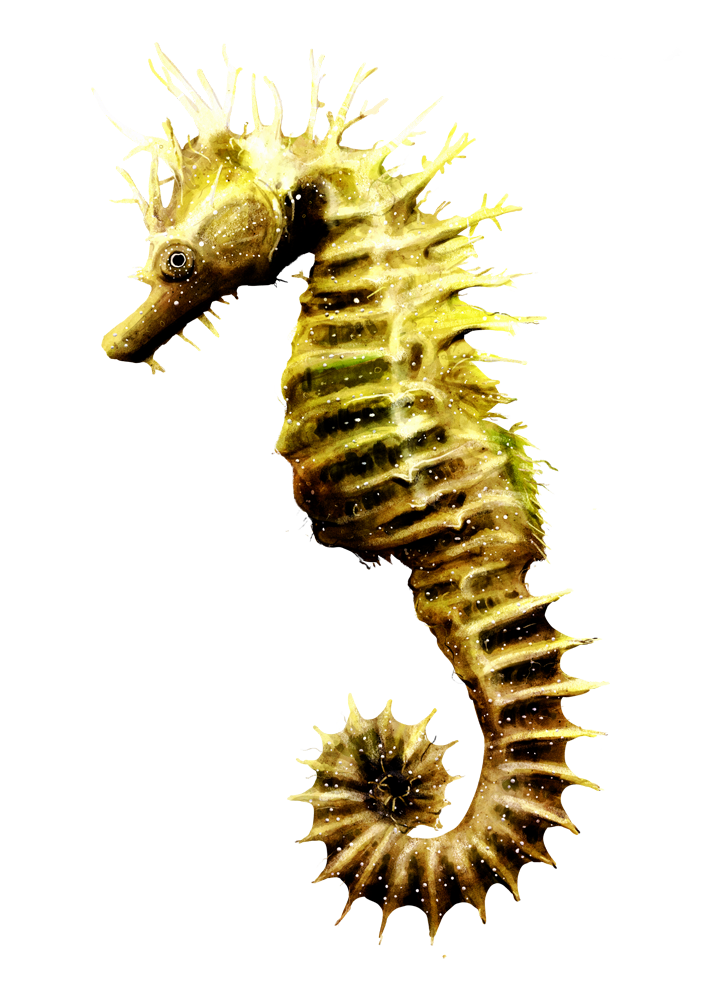 Seahorse.png