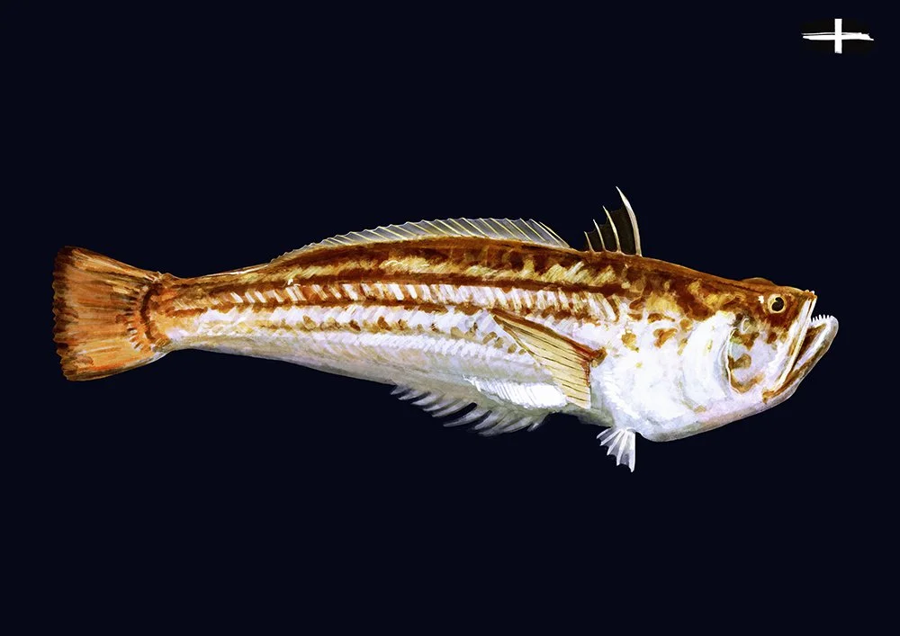A detailed illustration of a fish with brown and white coloring against a black background.