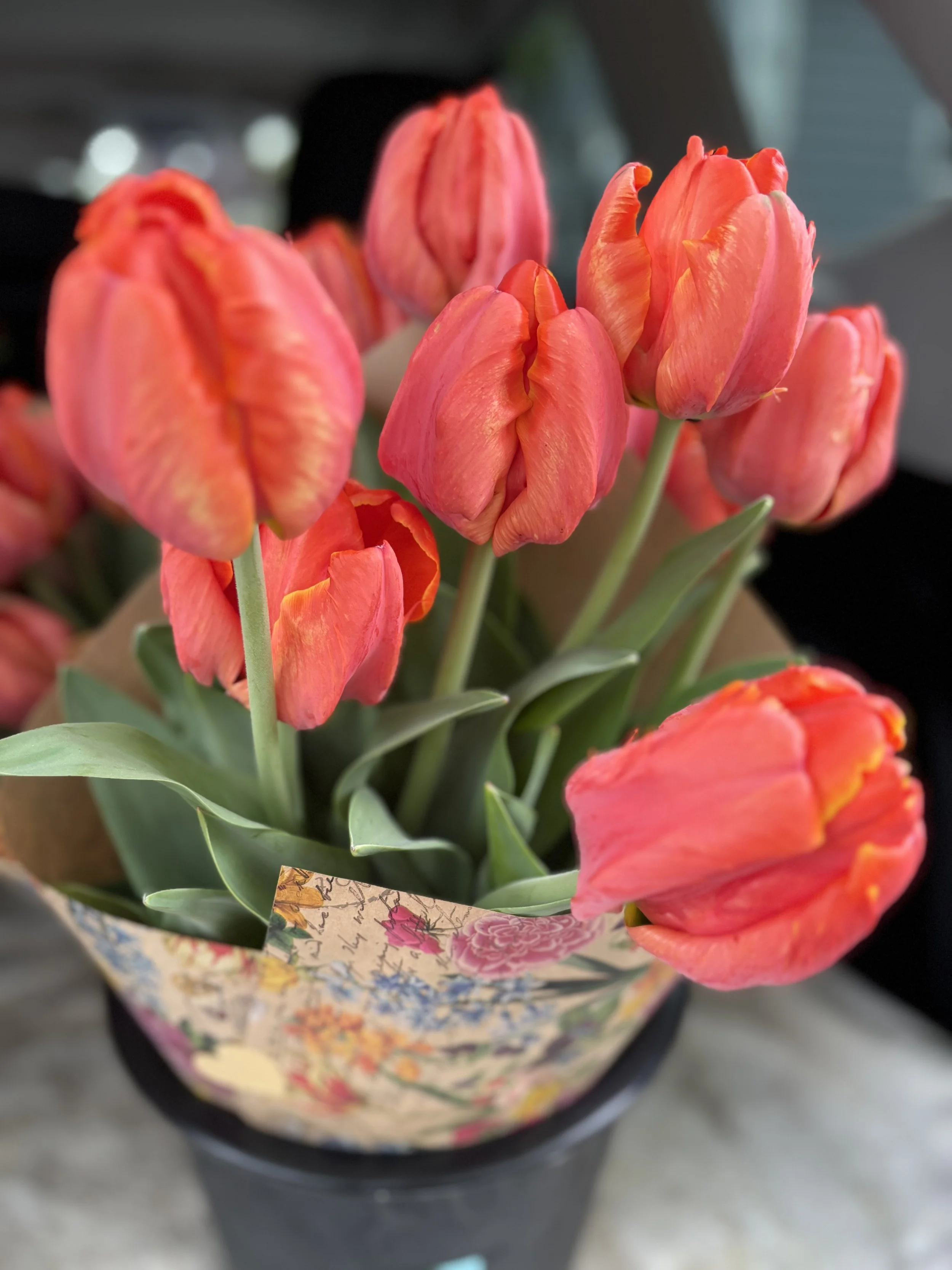Vibrant coral tulips wrapped in floral paper from Whipple Bee Flower Farm in Marblehead, Massachusetts, freshly harvested and ready for local delivery.