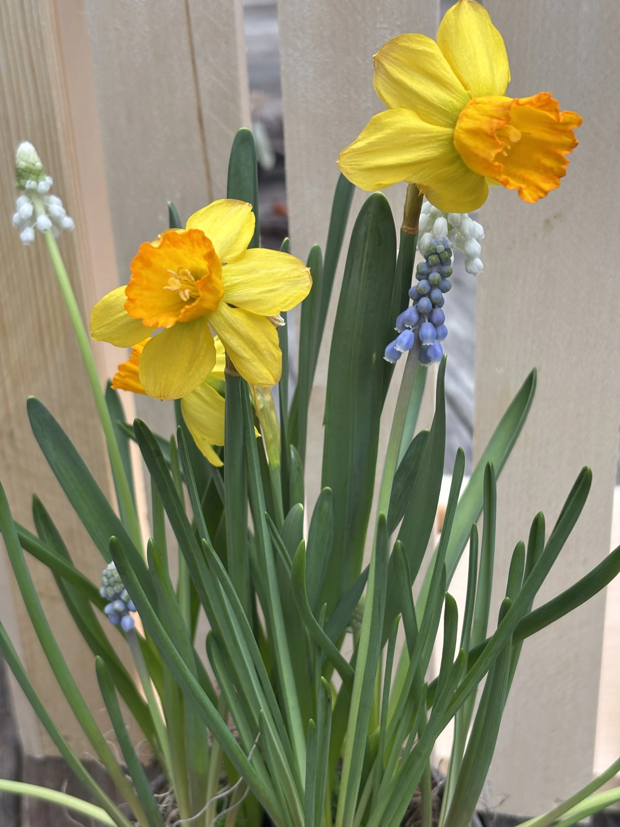 Potted Miniature Spring Flowers Mix