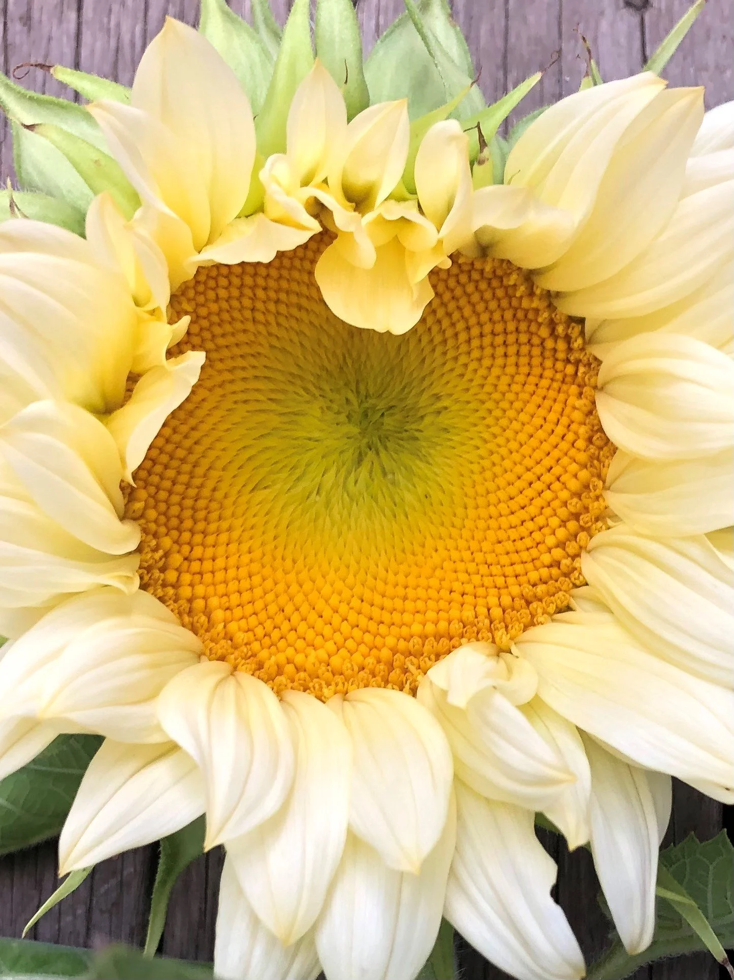 sunflower10.jpg