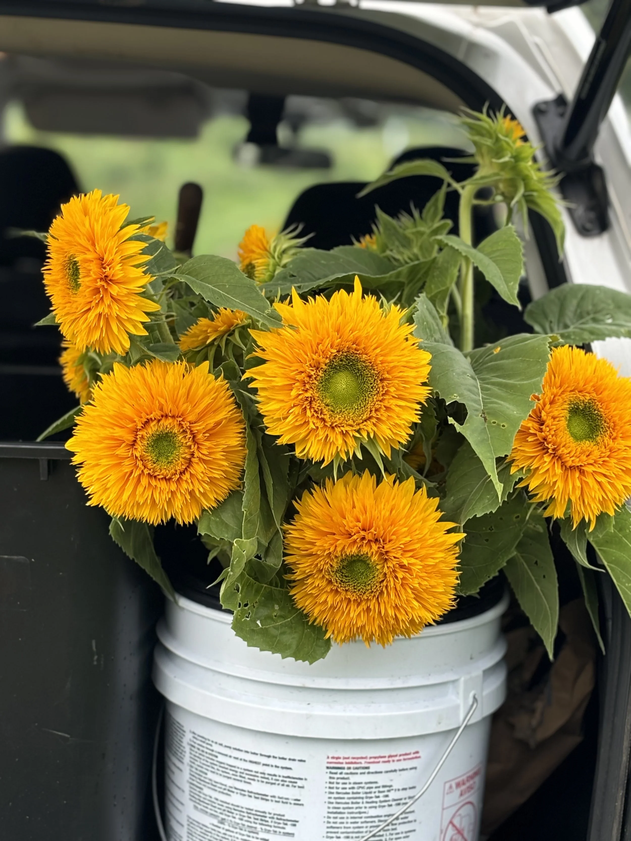 A fresh harvest of golden Teddy Bear sunflowers in a white bucket at Whipple Bee Flower Farm in Marblehead, Massachusetts, ready for local delivery.