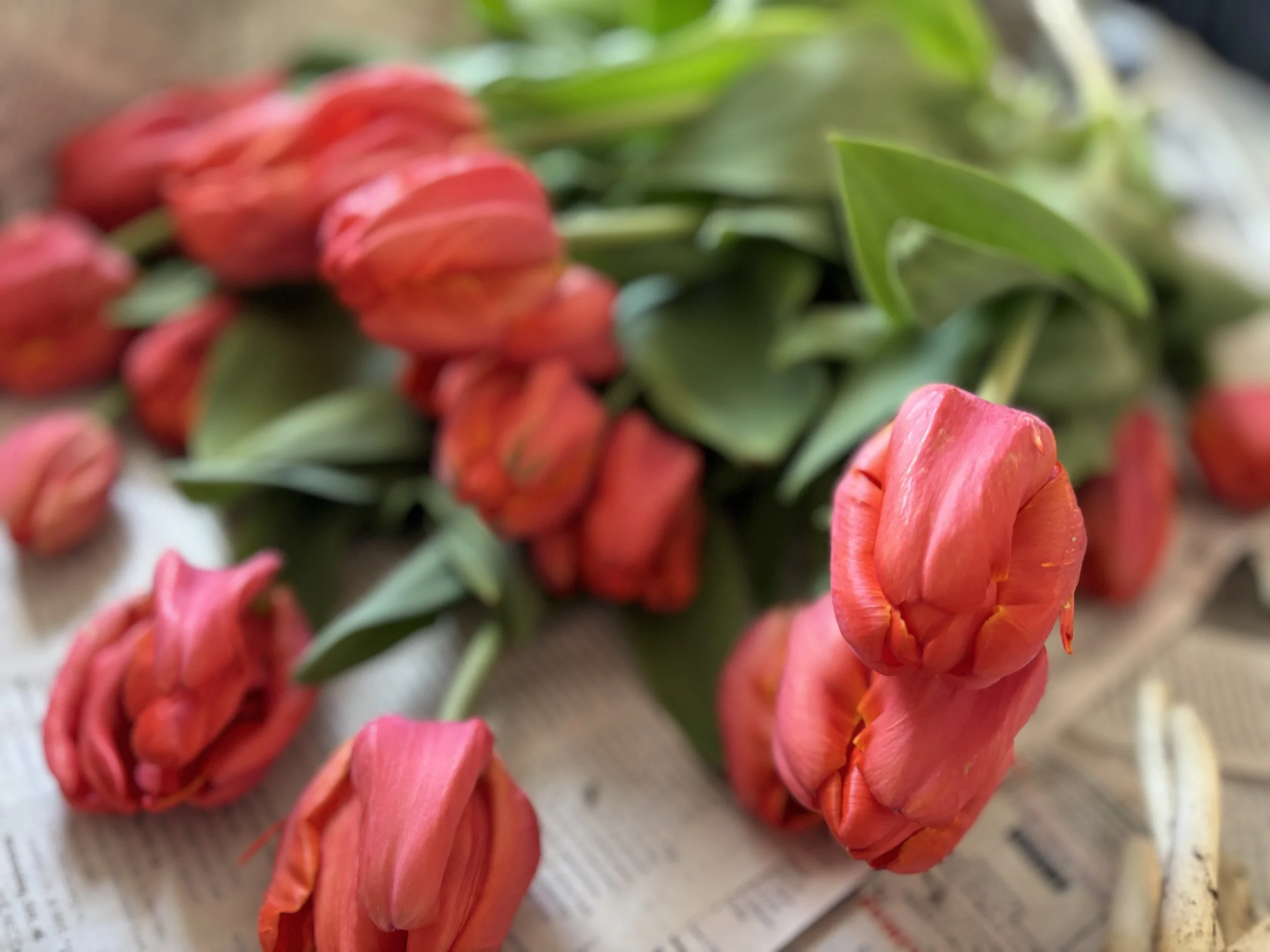 Freshly harvested red tulips from Whipple Bee Flower Farm in Marblehead, Massachusetts, resting on burlap and ready for market bouquets.