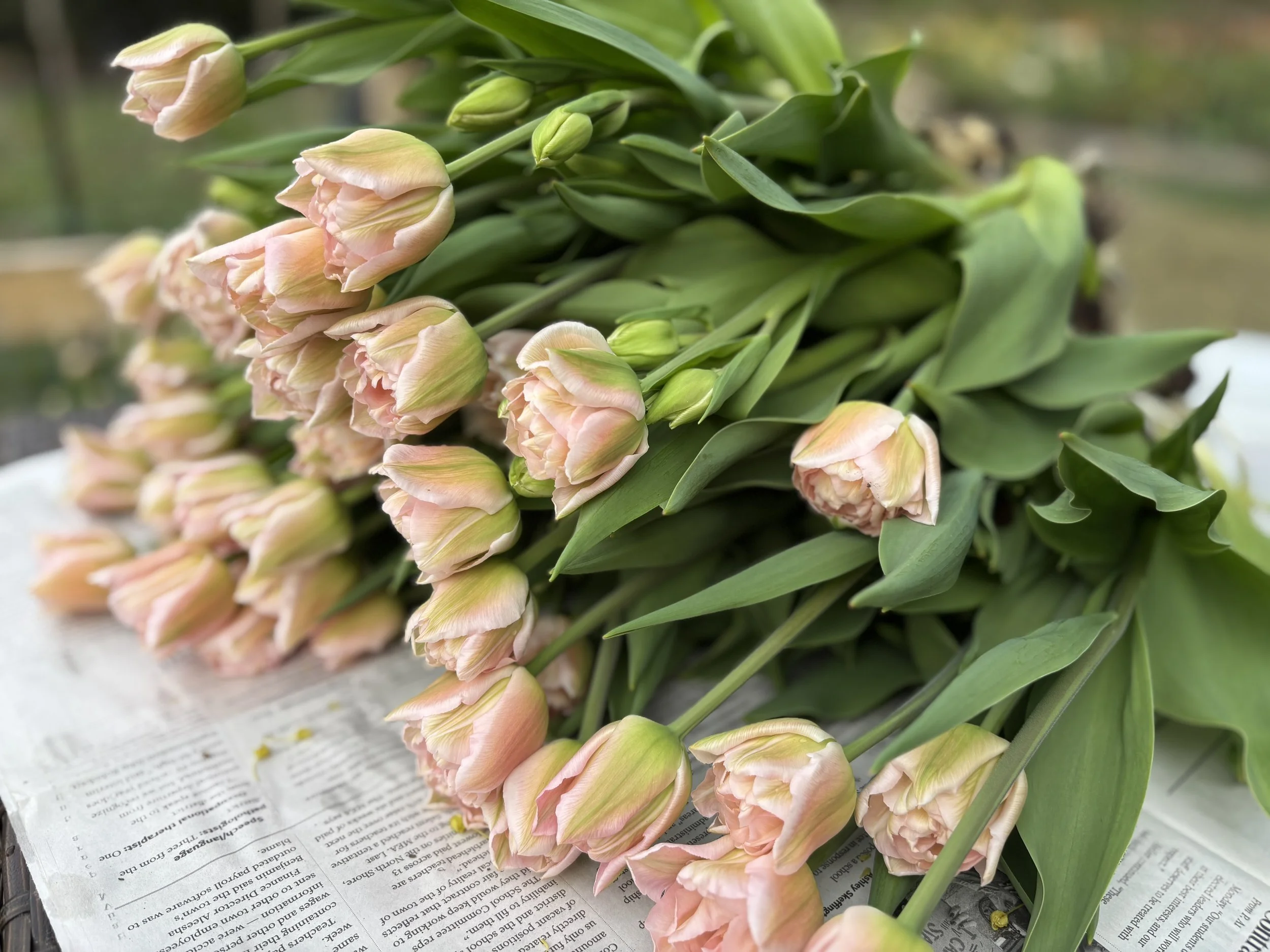Freshly harvested blush pink tulips from Whipple Bee Flower Farm in Marblehead, Massachusetts, laid on newspaper and ready for market.