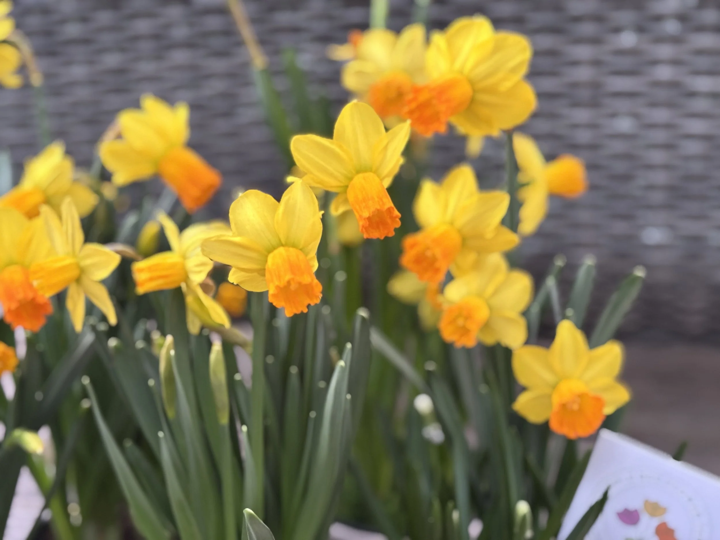 Potted Miniature Daffodils