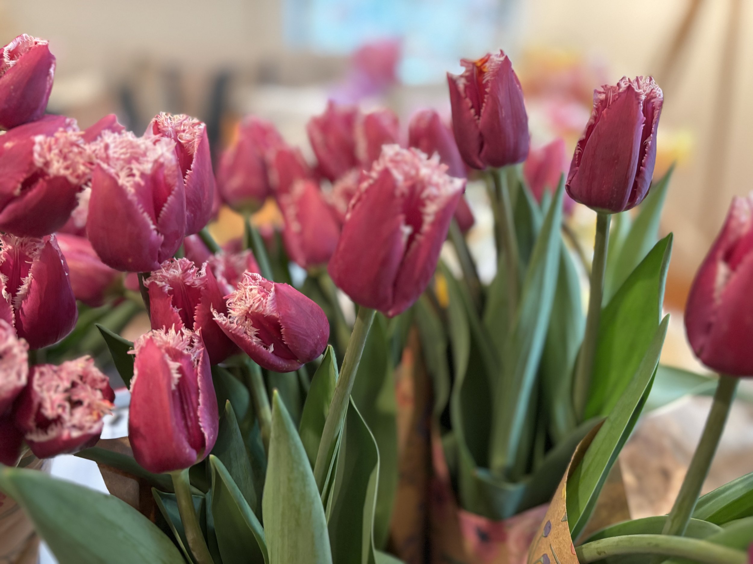 Fringed purple tulips freshly harvested from Whipple Bee Flower Farm in Marblehead, Massachusetts, showing the farm’s unique and vibrant spring blooms.