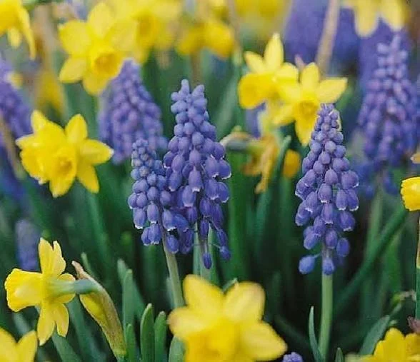 Potted Miniature Spring Flowers Mix