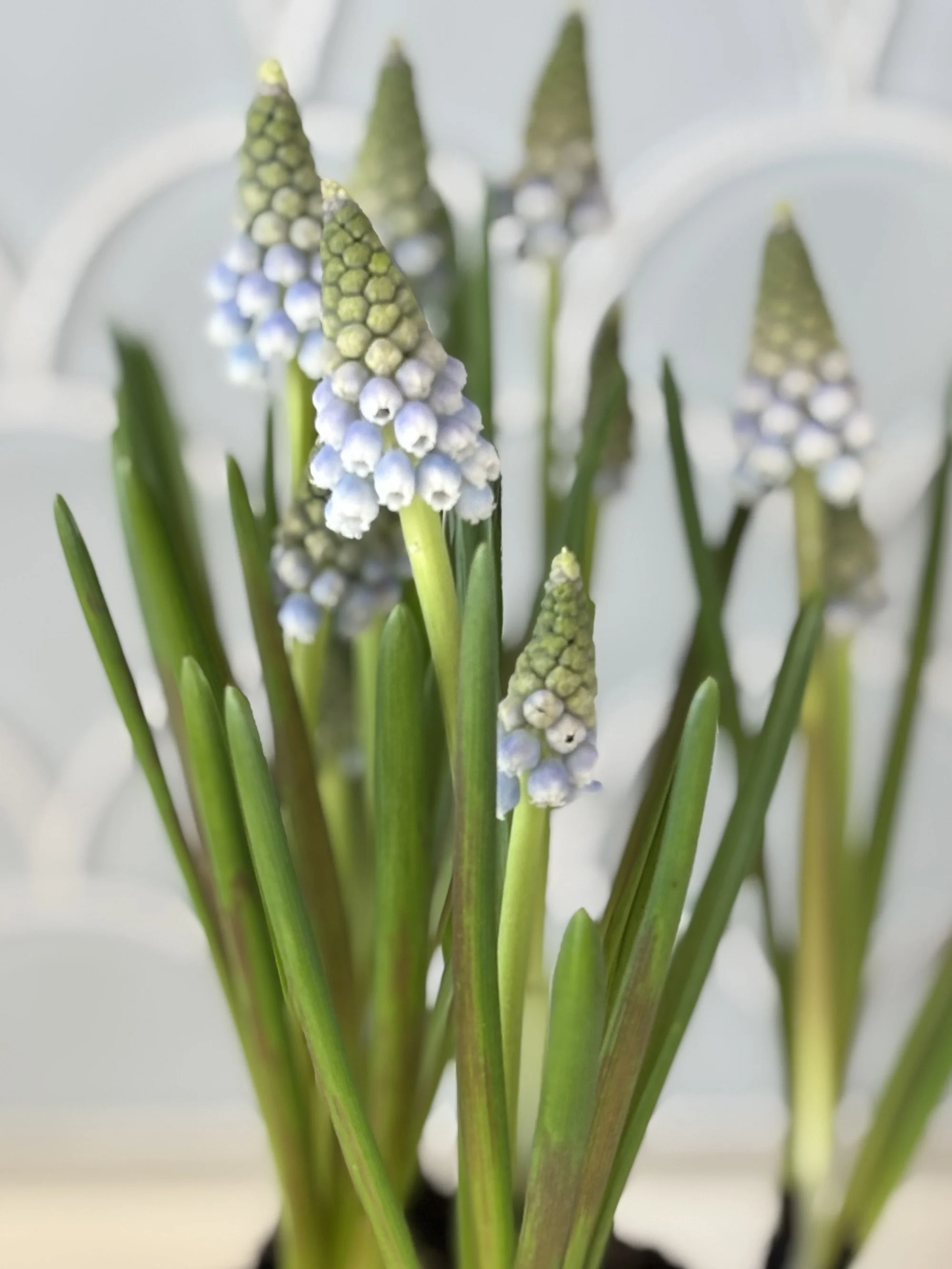 Delicate pale blue grape hyacinth blooms grown at Whipple Bee Flower Farm in Marblehead, Massachusetts, symbolizing early spring’s gentle awakening.