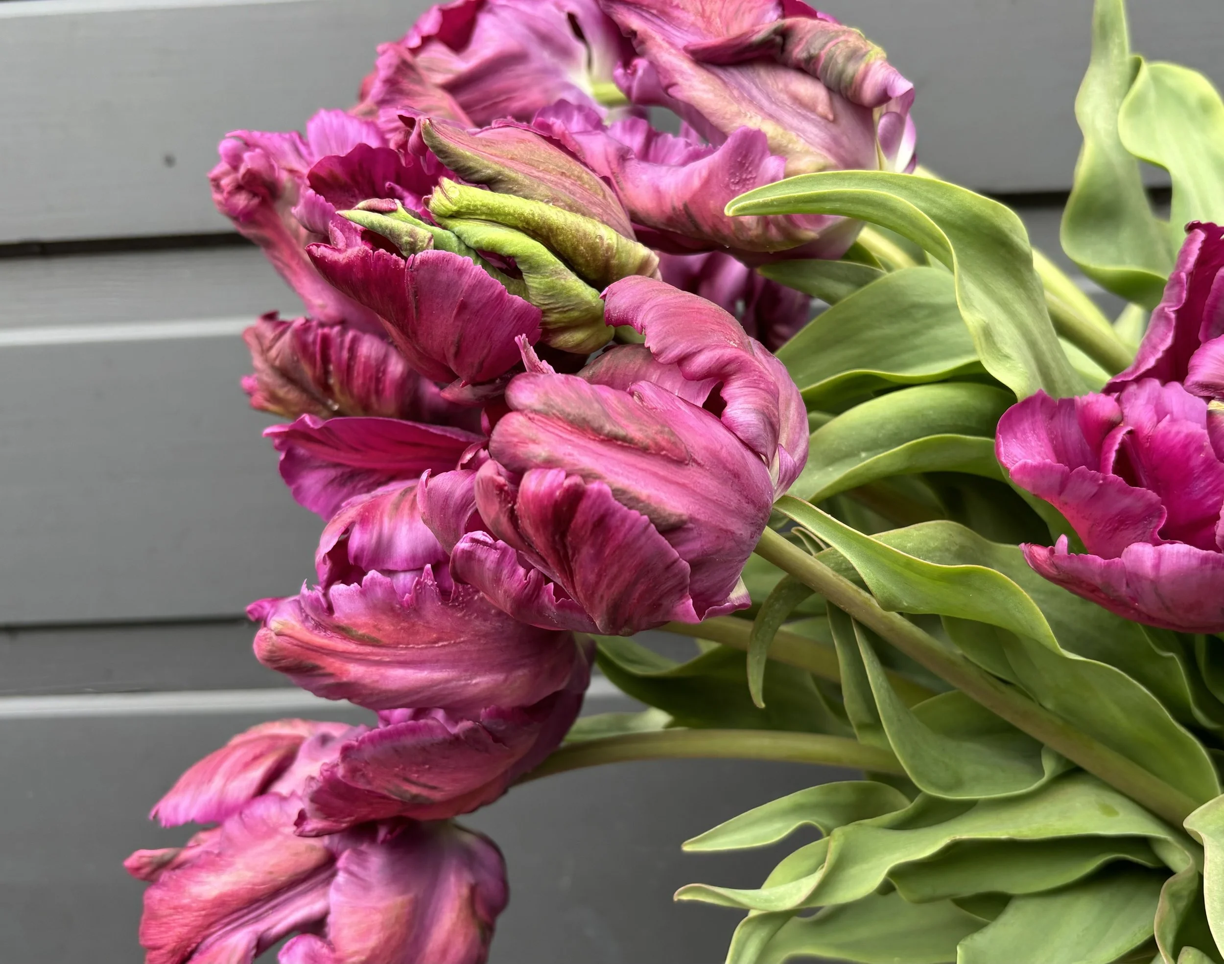 Deep burgundy parrot tulips with ruffled petals and green highlights grown at Whipple Bee Flower Farm in Marblehead, Massachusetts.