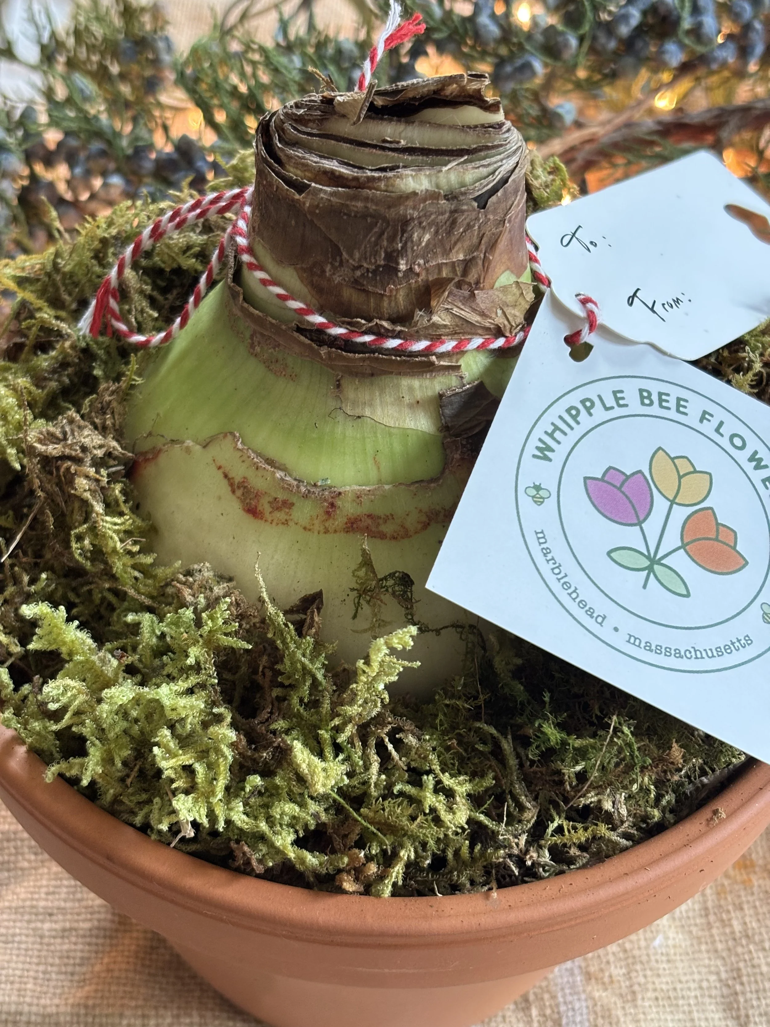 Potted Holiday Amaryllis