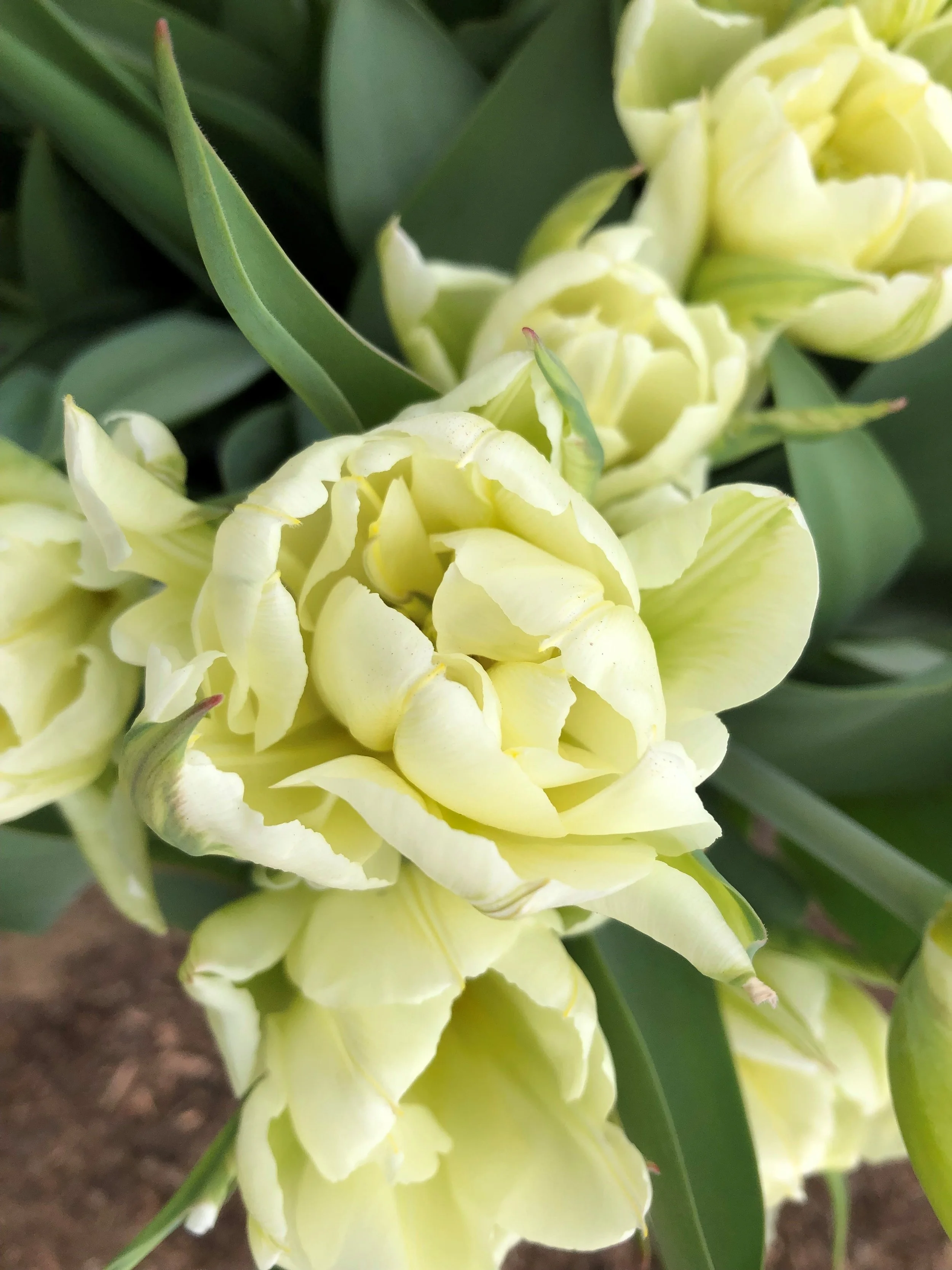 tulip2023_2.jpg