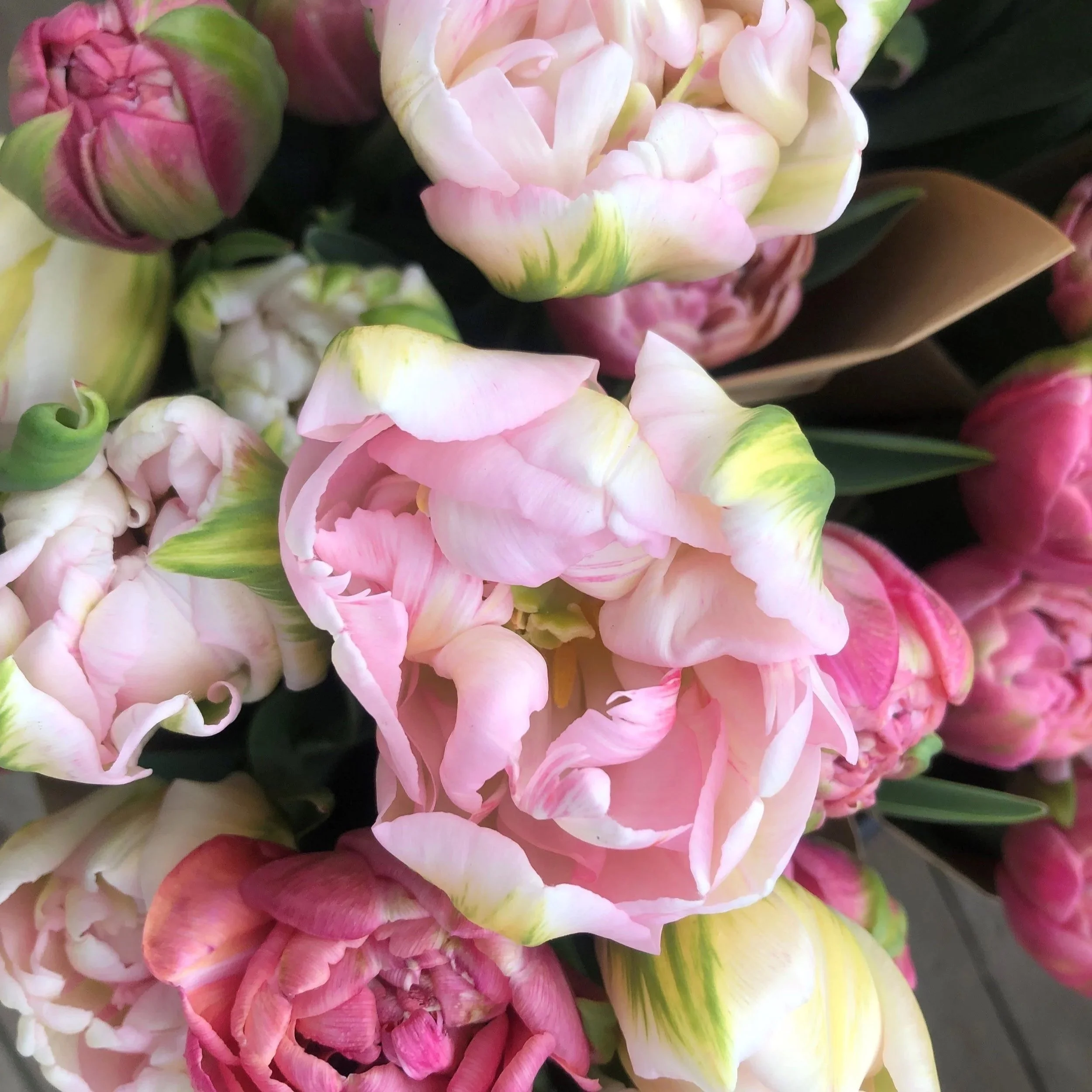 Soft pink and white double tulips freshly harvested at Whipple Bee Flower Farm in Marblehead, Massachusetts, showcasing the lush beauty of spring blooms.