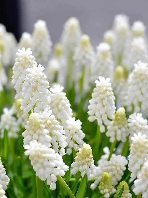 Potted Miniature Grape Hyacinth