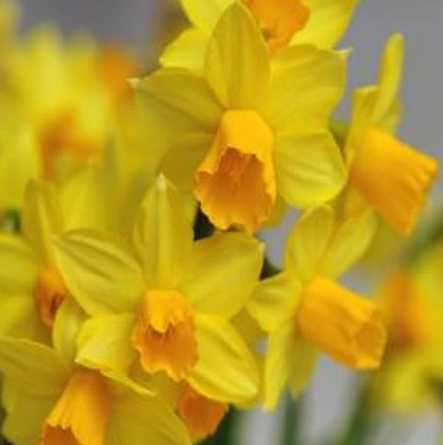 jetfire-mini-daff_450x_crop_w97_h69_t14_l1@2x.jpg