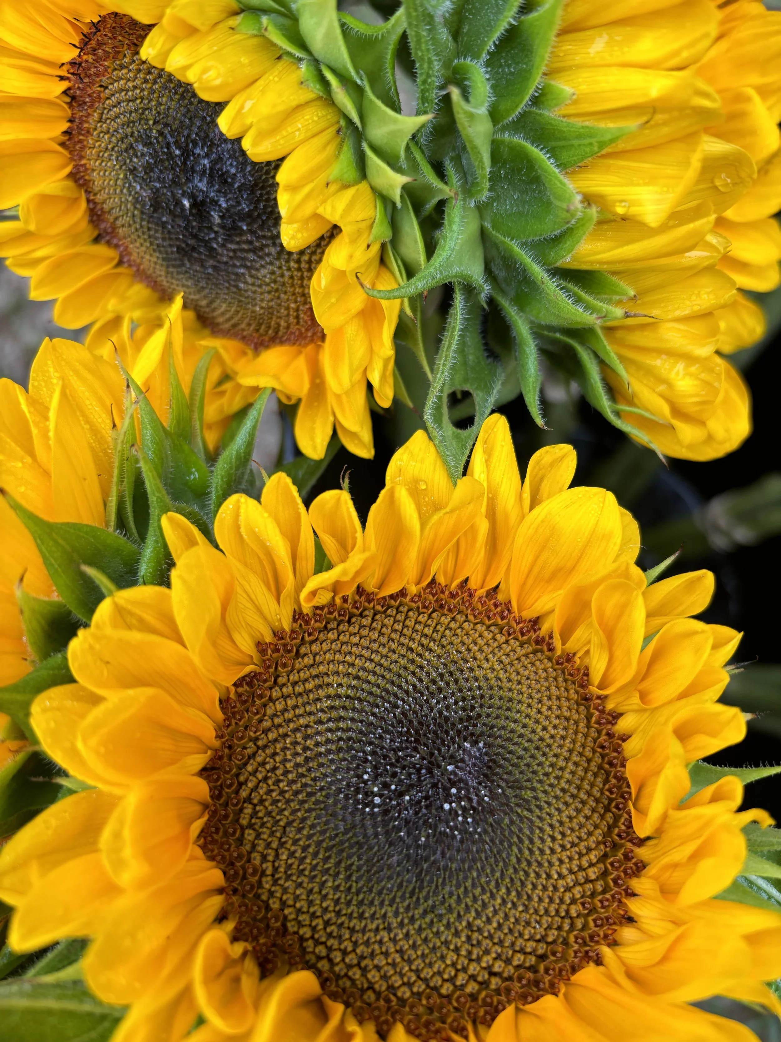Close-up of dew-kissed yellow sunflowers freshly harvested from Whipple Bee Flower Farm in Marblehead, Massachusetts, showcasing their rich texture and golden color.