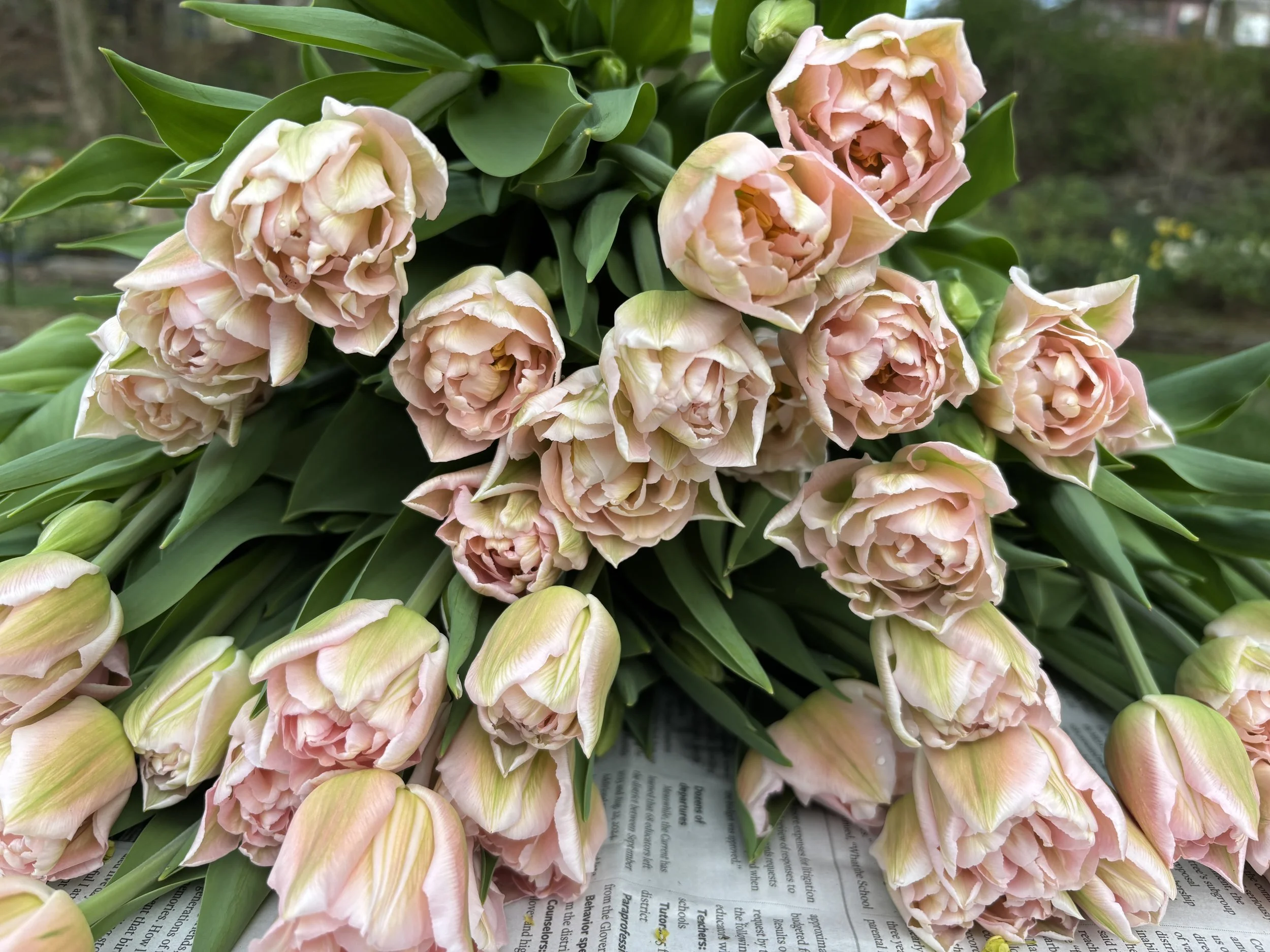 Soft pink dreamy tulip