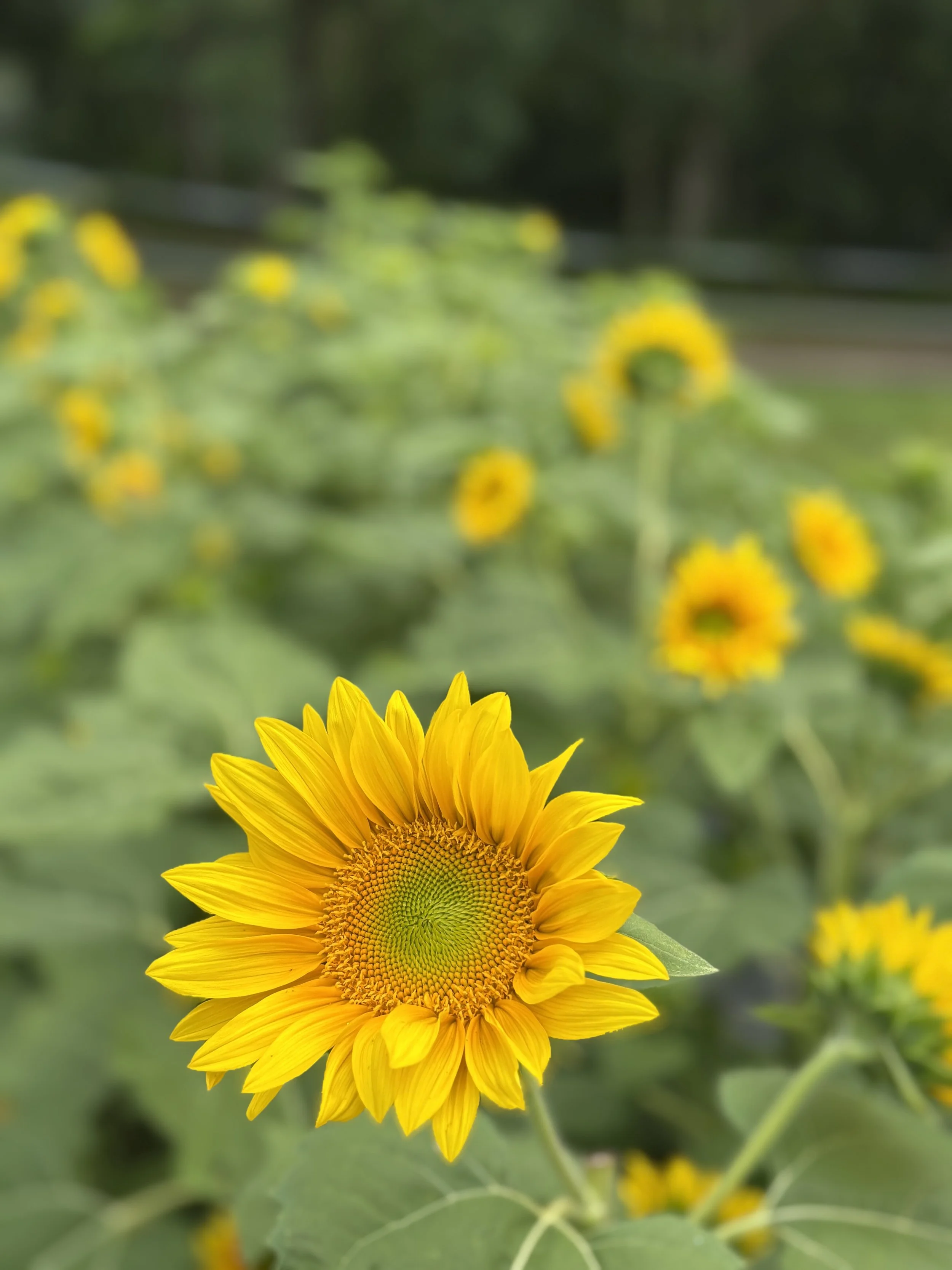 Bright yellow sunflower in full bloom at Whipple Bee Flower Farm in Marblehead, Massachusetts, captured by Carolyn Whipple among a field of sunflowers.