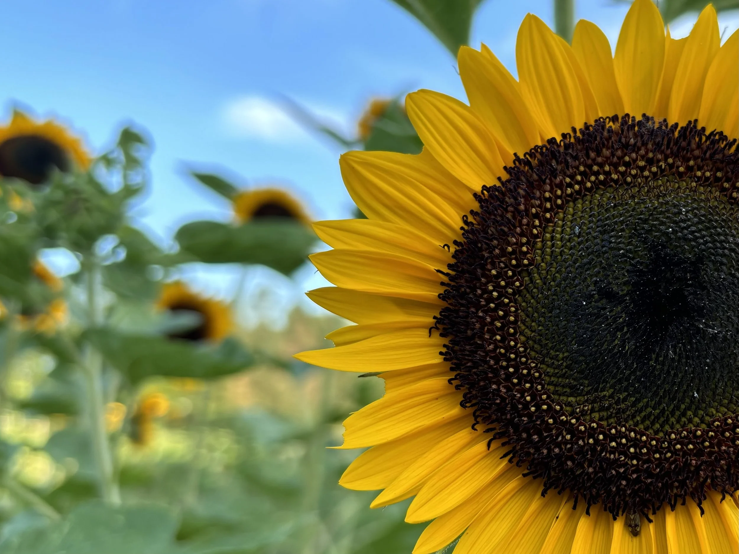 Close-up of a golden sunflower at Whipple Bee Flower Farm in Marblehead, Massachusetts, with a blurred field of sunflowers and blue sky in the background.