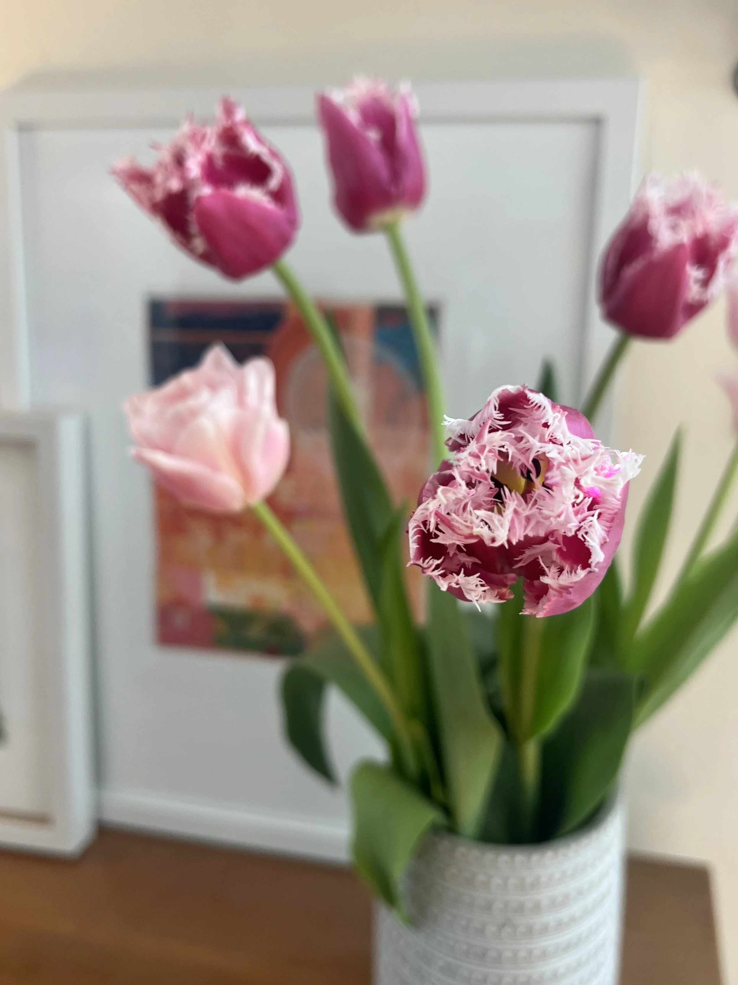 Close-up of a pink fringed tulip bouquet grown at Whipple Bee Flower Farm in Marblehead, Massachusetts, capturing the intricate details of spring blooms.
