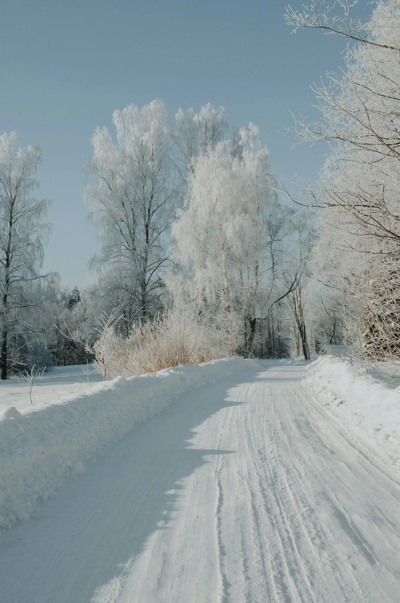 Holiday Gut Prep &amp; Blood Sugar Balance