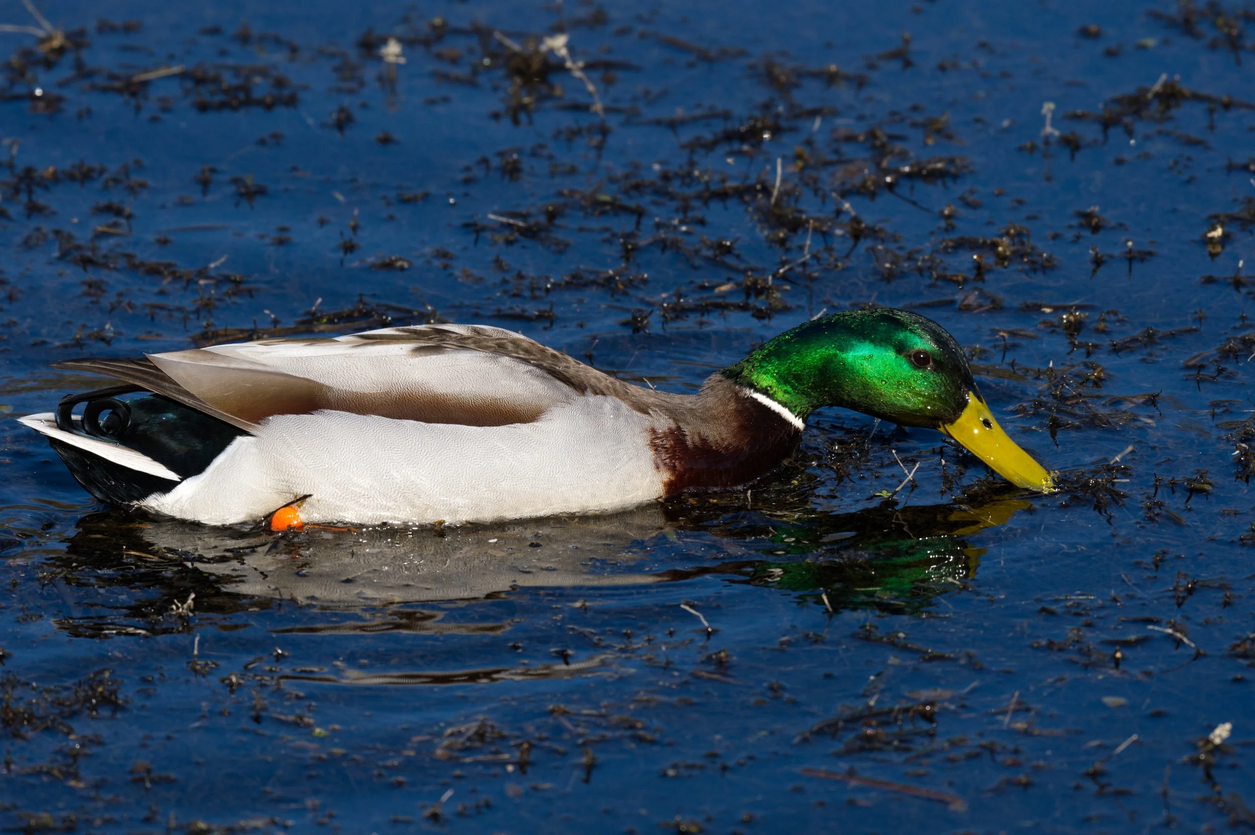 DSC_6476.jpg