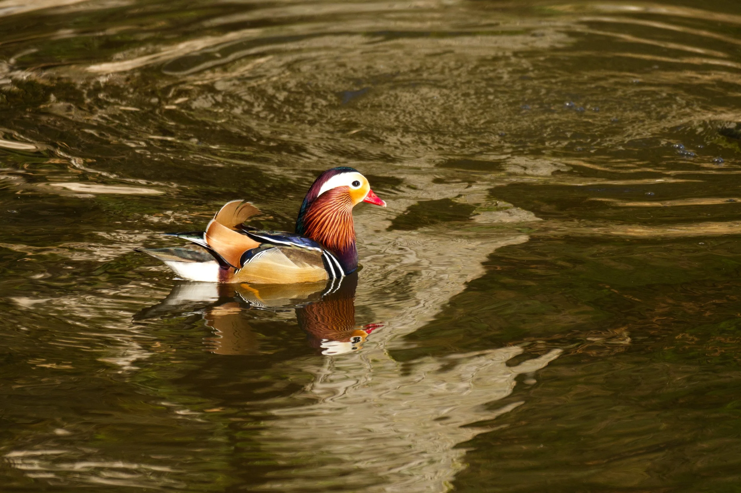 DSC_6499.jpg