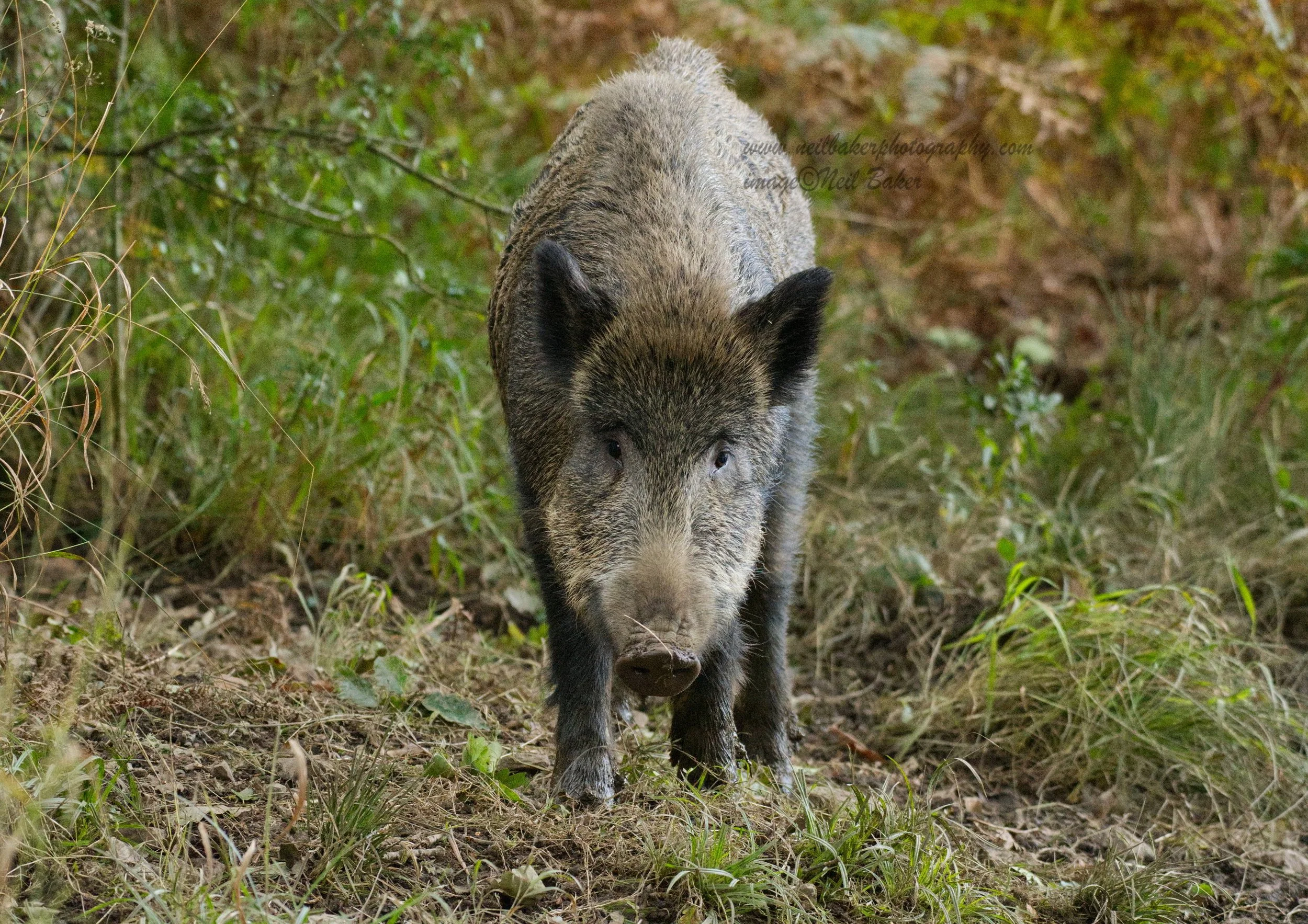 Porcine Portrait.jpg
