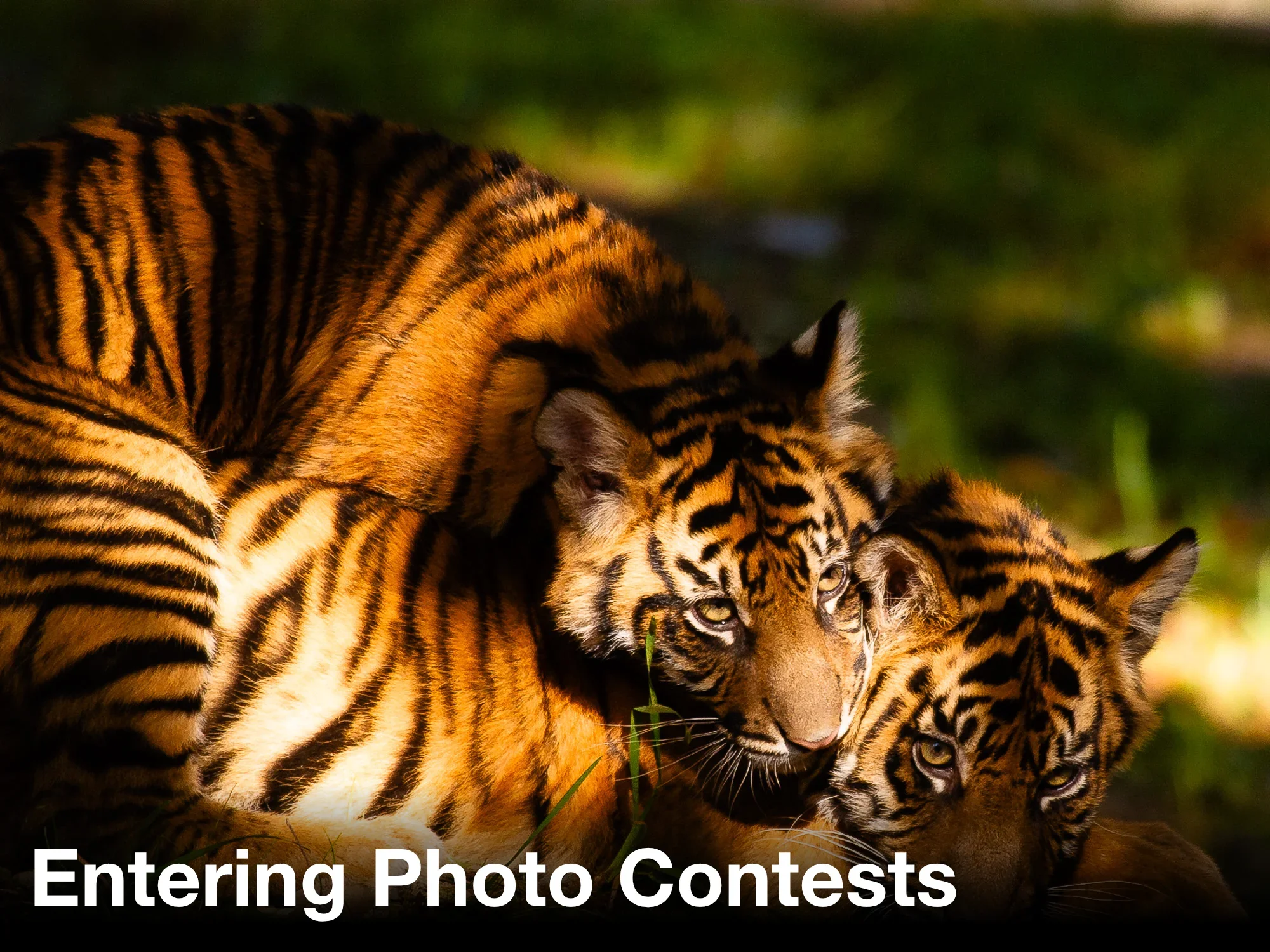 Why Photographers Should Enter Photo Contests: Validation, Growth, and Professional Recognition