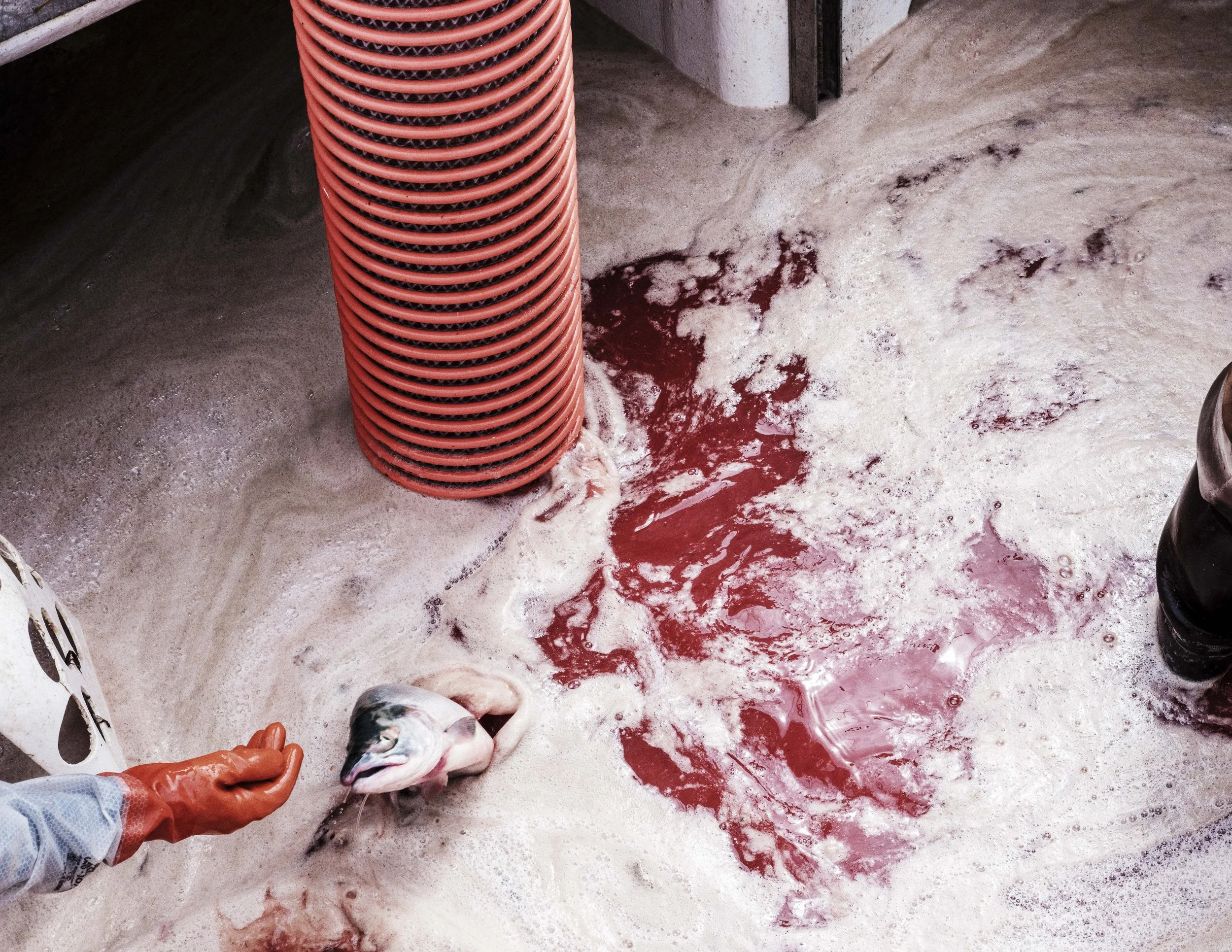 Alaska is Salmon_11.jpg