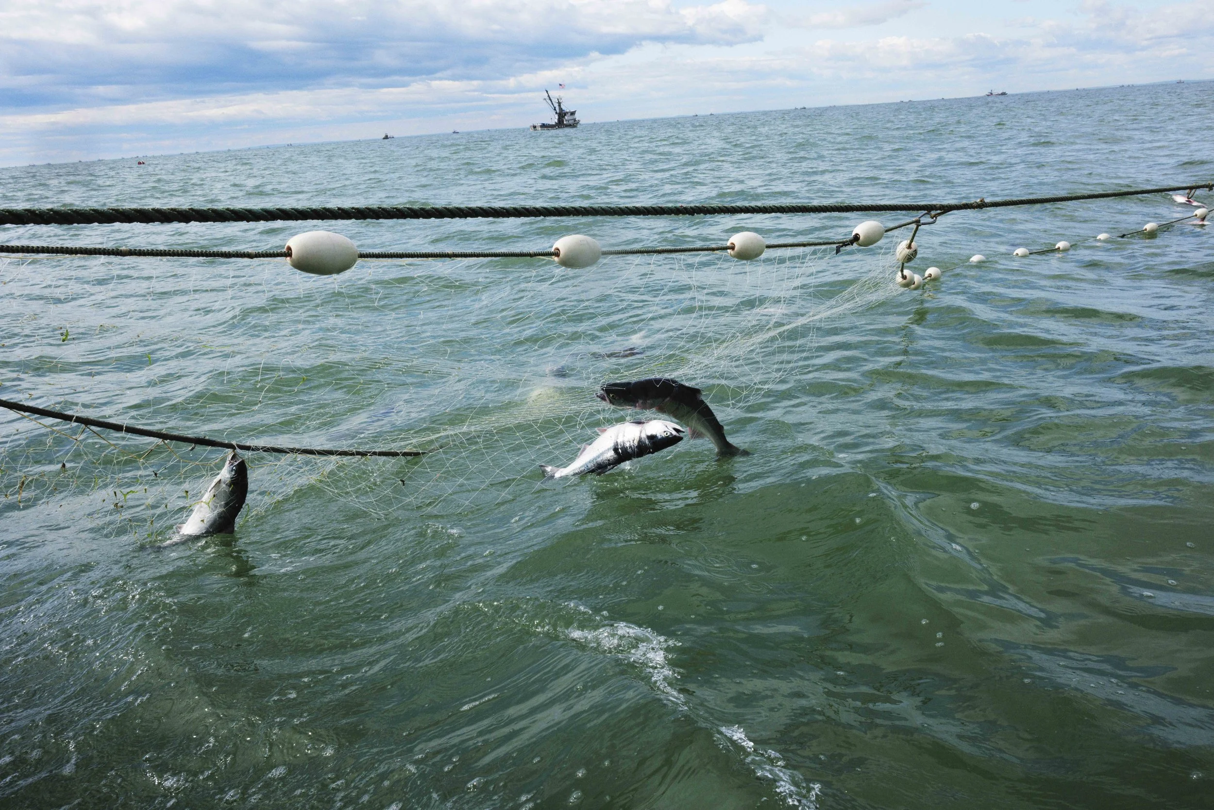 Alaska is Salmon_3.jpg