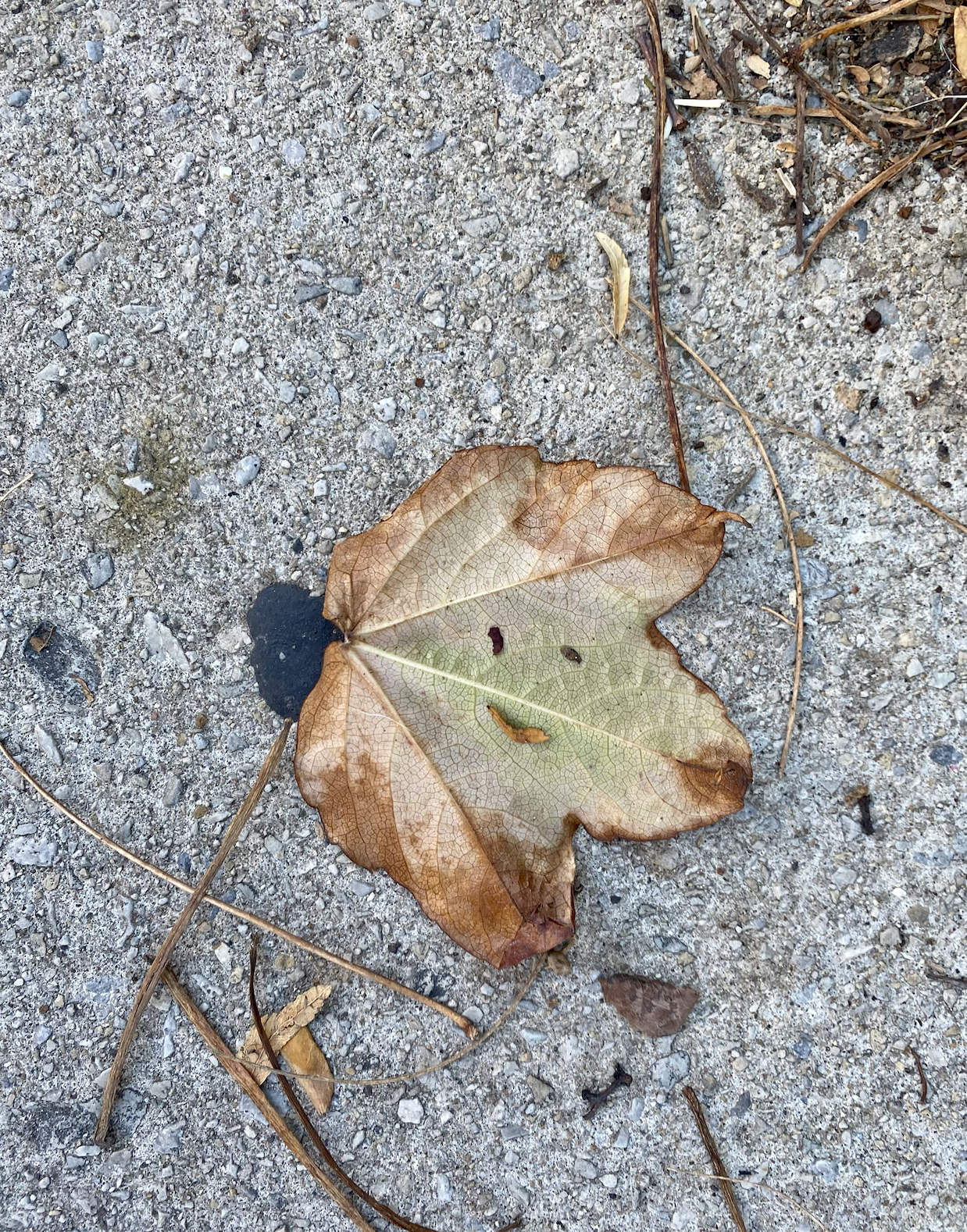 Screenshot 2026-01-09 at 1.21.55 PM.png