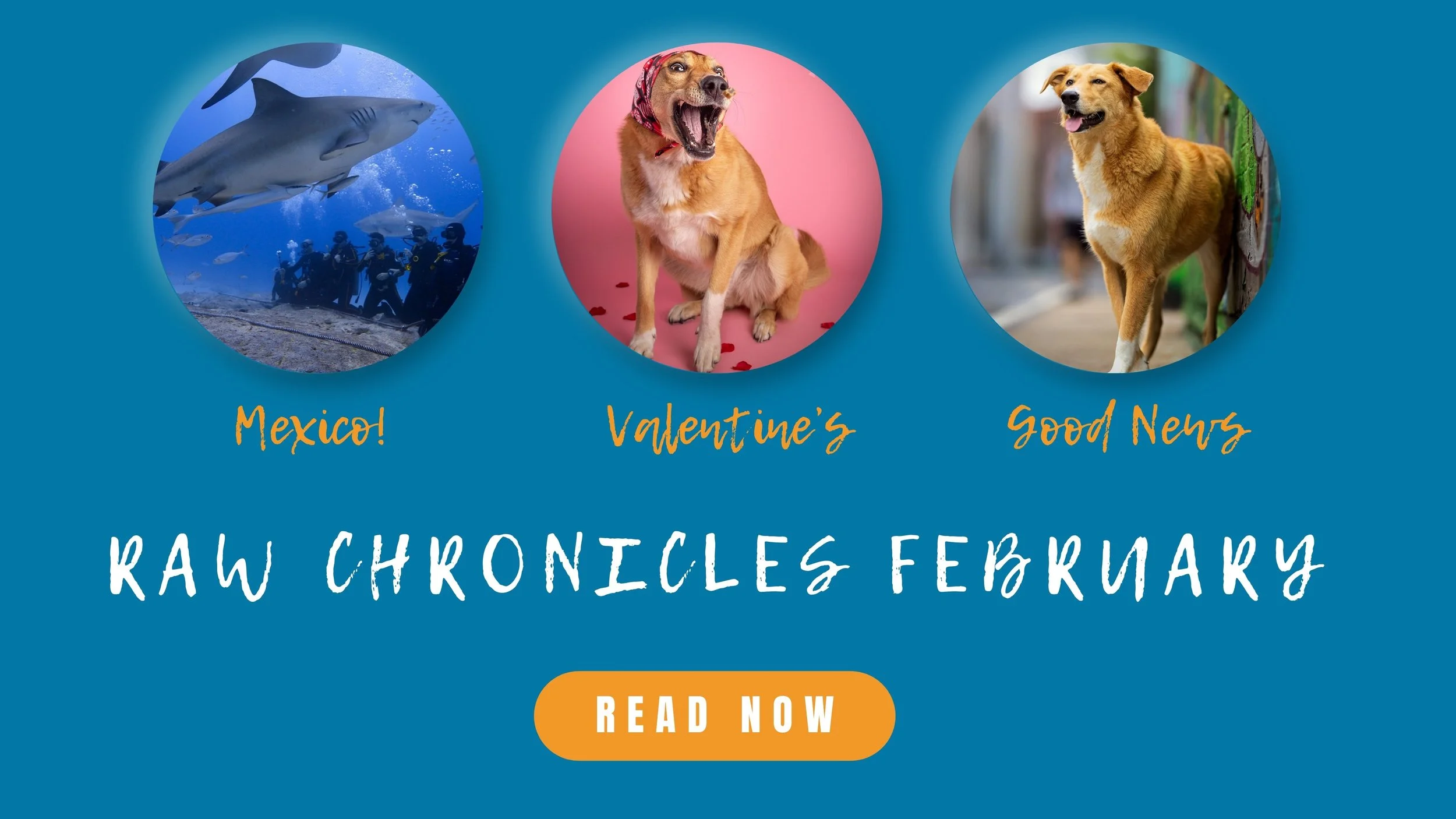 RAW Chronicles - February 2026