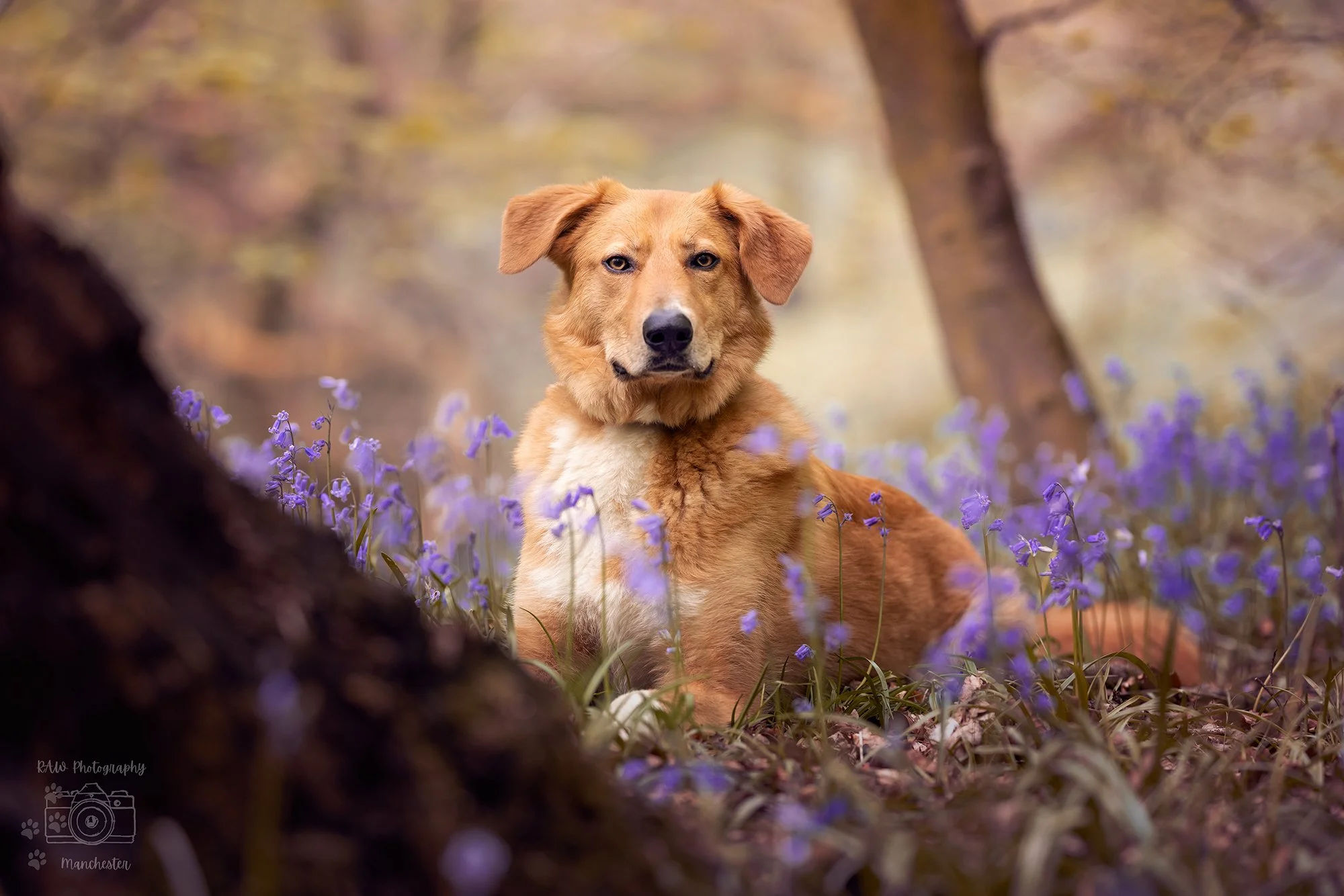 Introducing our NEW bluebell sessions at RAW Photography Manchester this Spring!