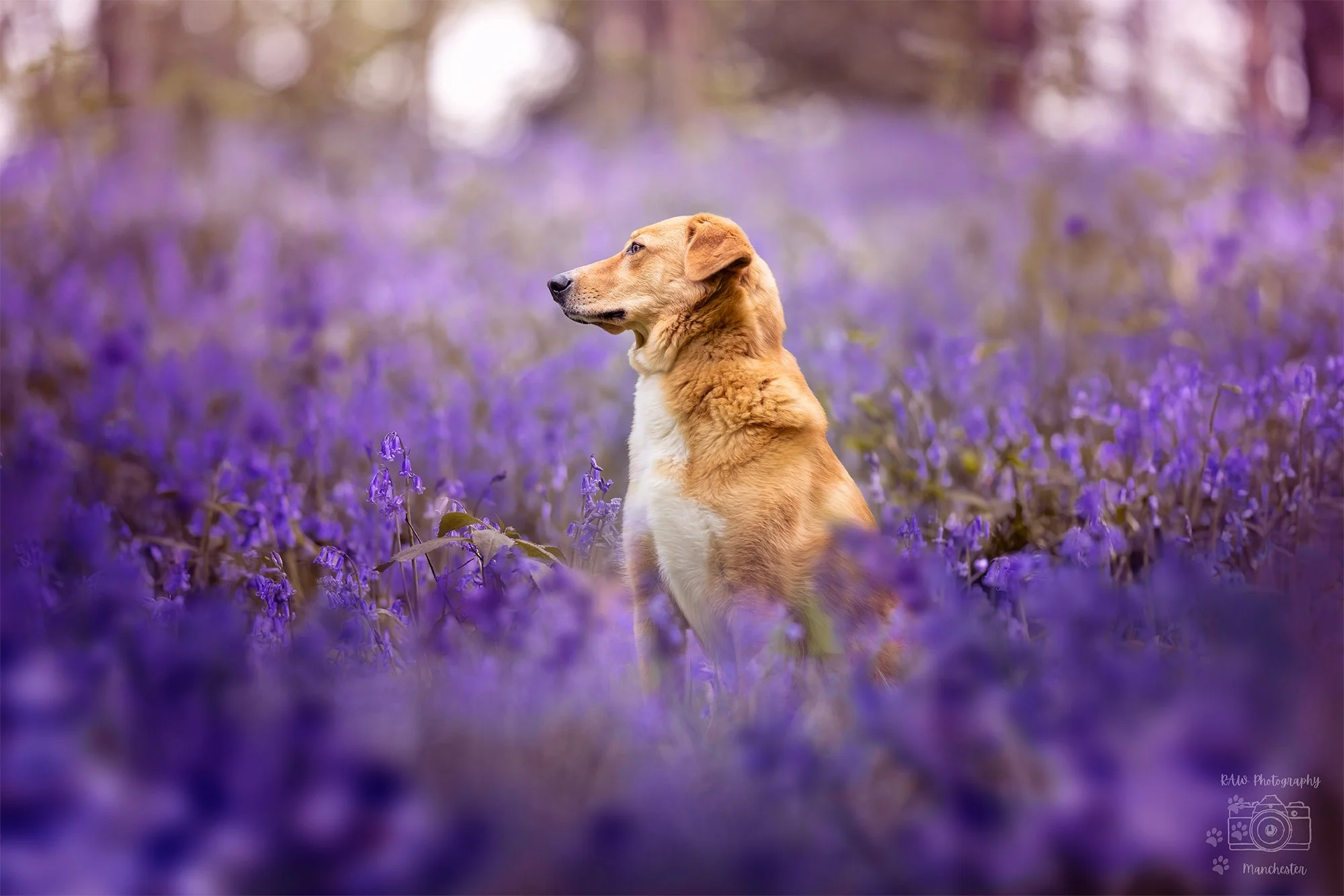 RAW Photography Manchester | Introducing Our NEW Bluebell Photo Sessions – Limited Availability!