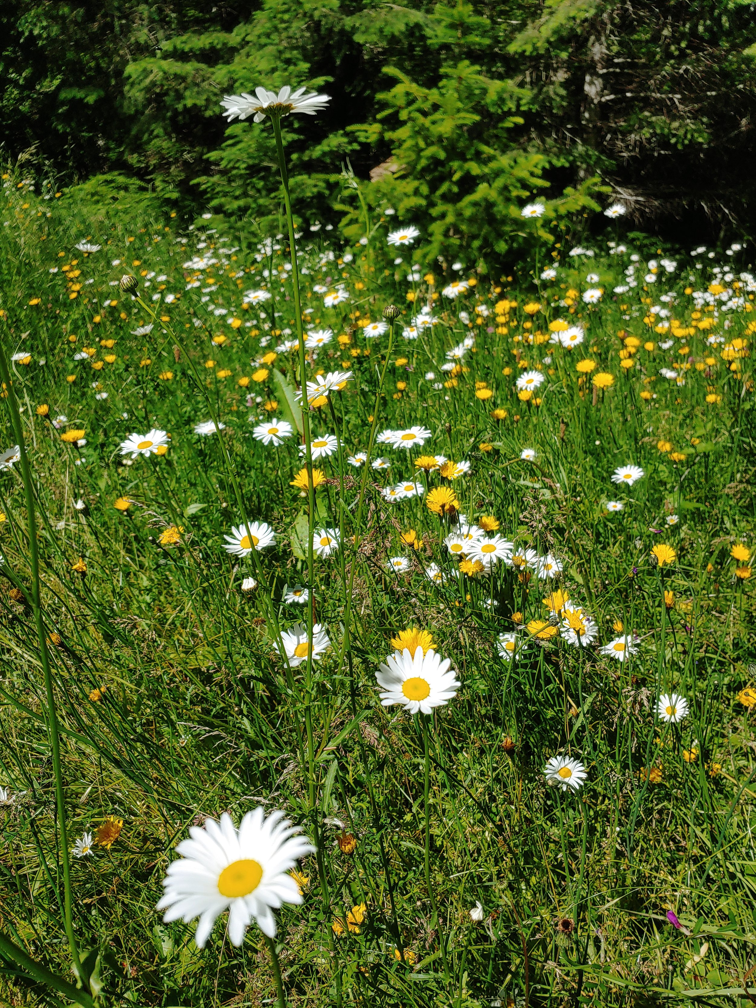 Daisies.jpg