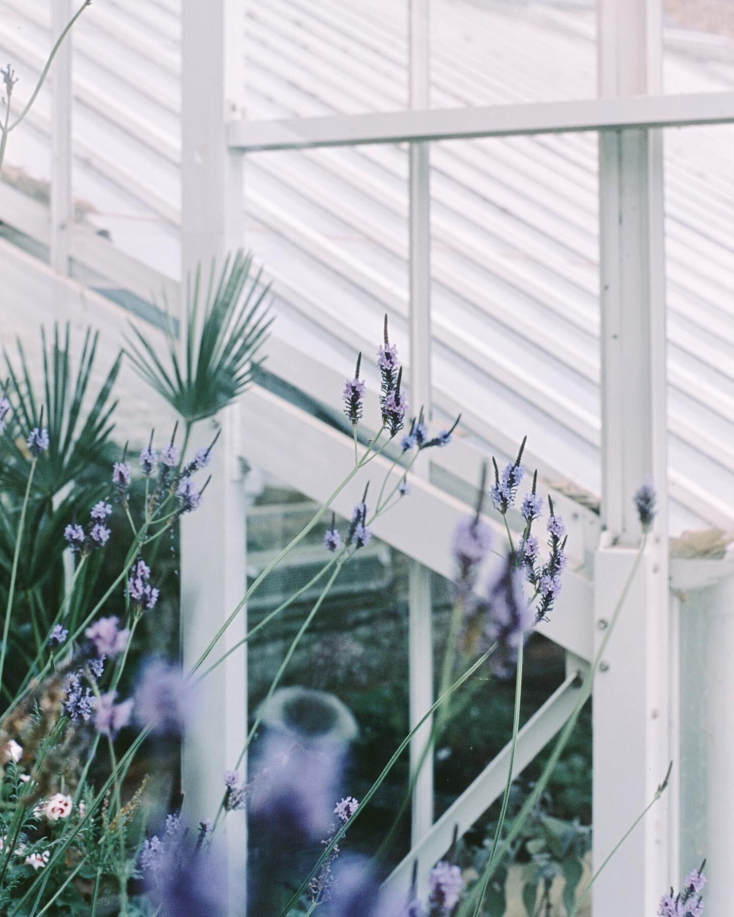 Found a greenhouse in London, a quiet moment for us Dorset gals in the big city!

I prefer using my film camera when travelling or spending a couple of nights in a city. It helps bring me back to my original love of photography as a grounding hobby

