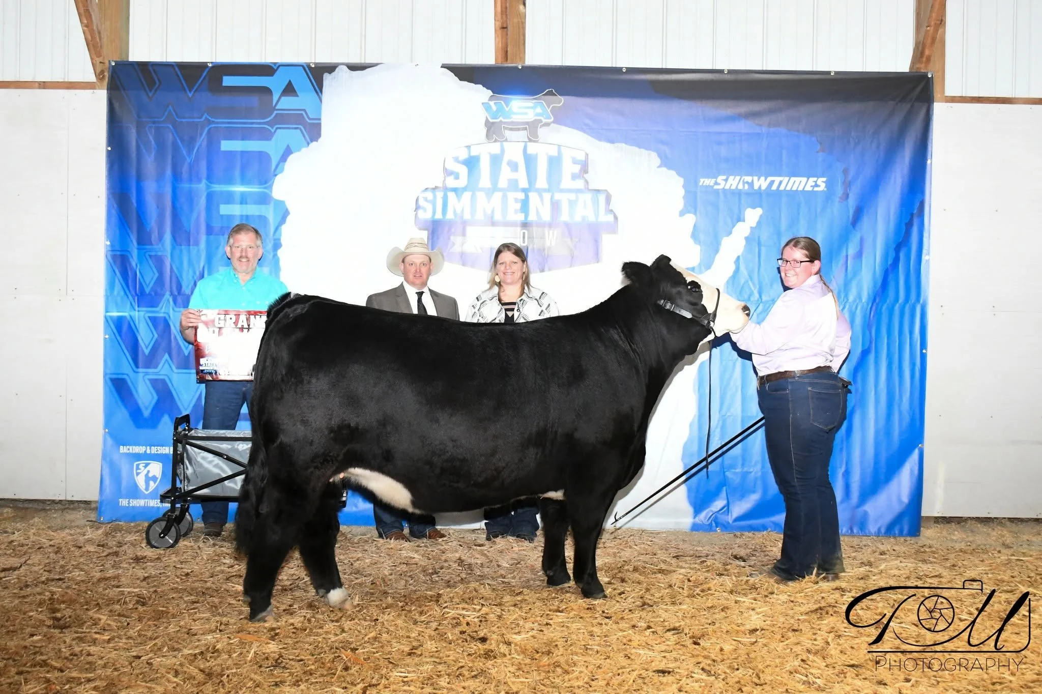 Champion Percentage Simmental-Hannah Tremaine