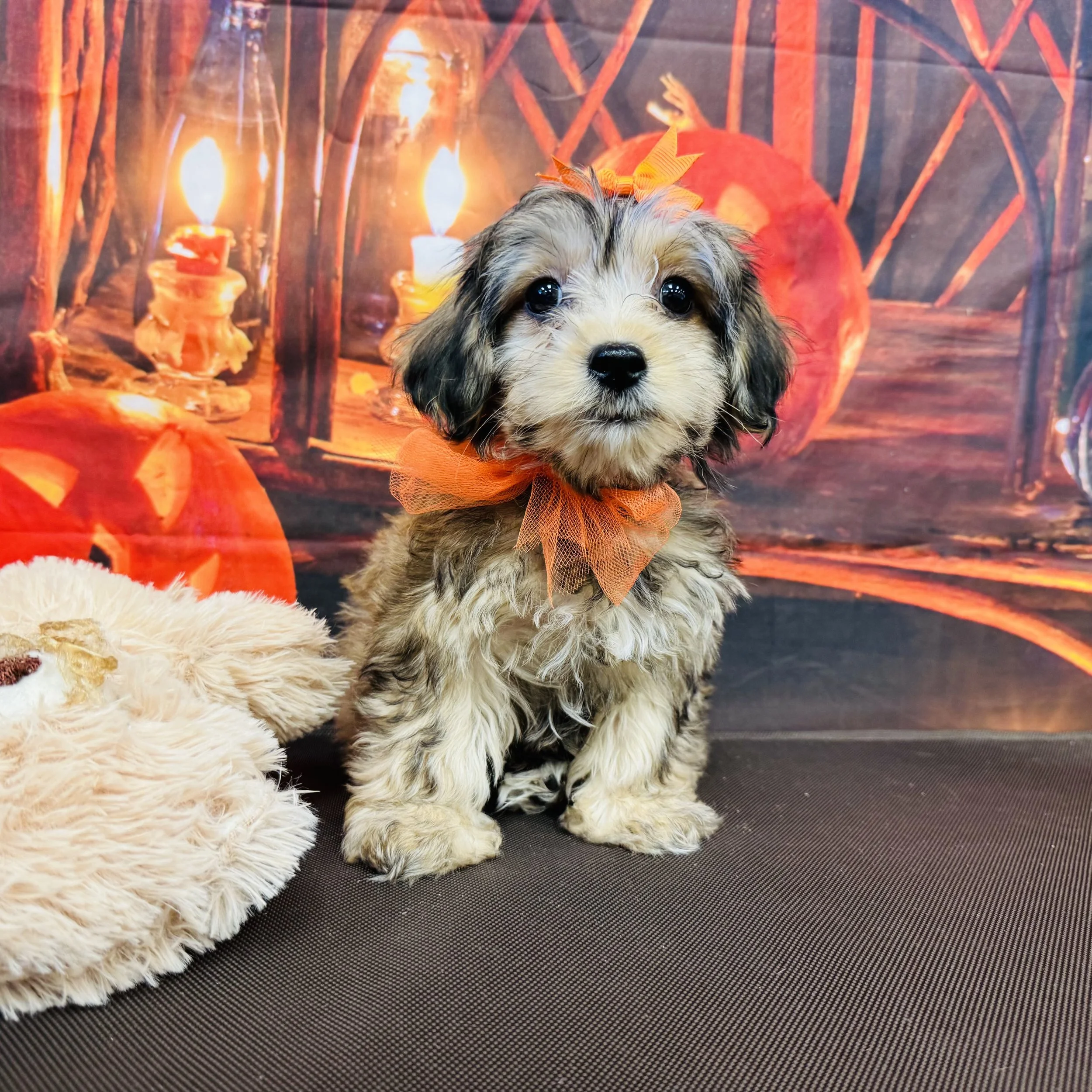 Yorkipoo  Toy   "Princess Pea"   3lb  Female  DOB  7/8/2026