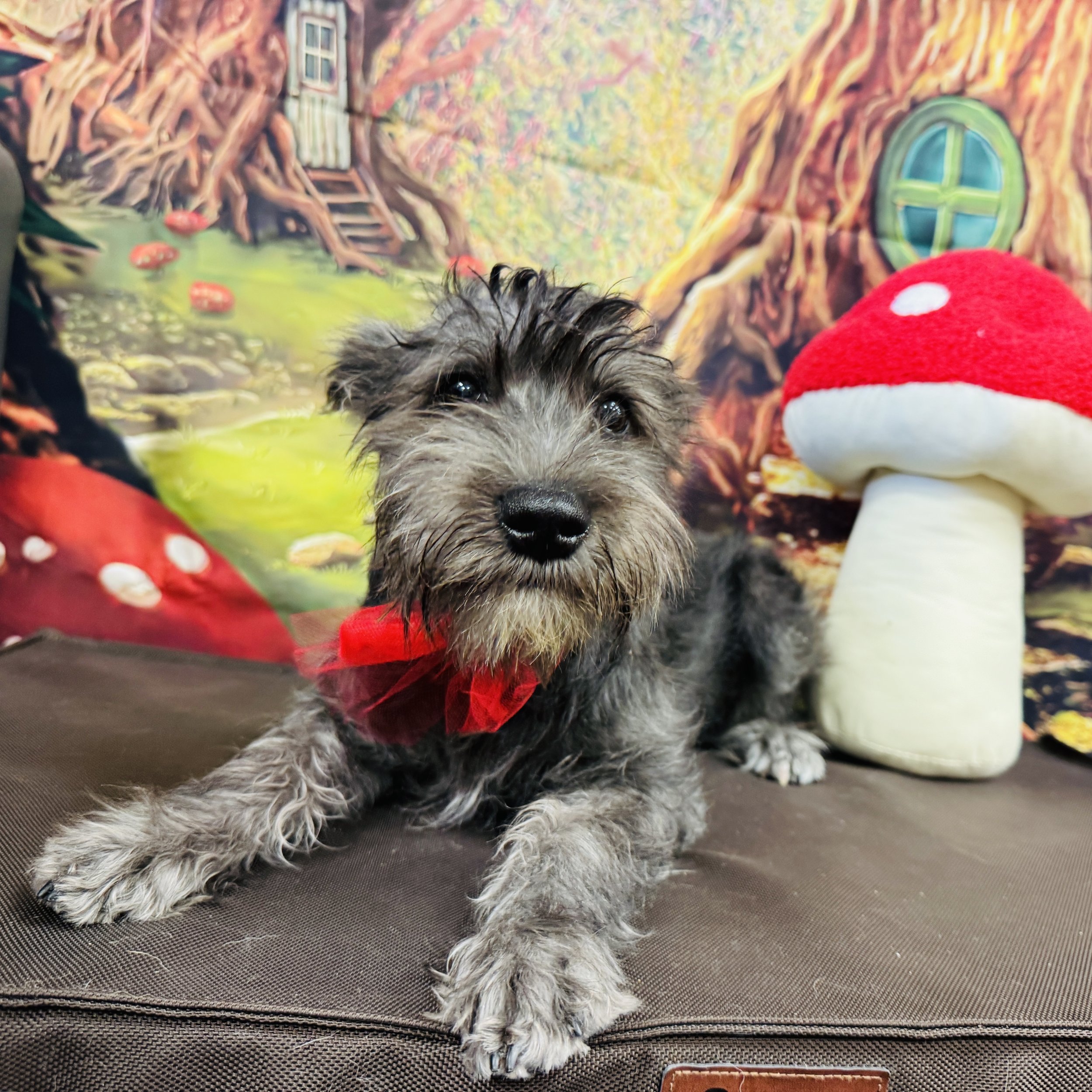 Mini Schnauzer  "Edmond" 7lb  Male  DOB  9/9/2025