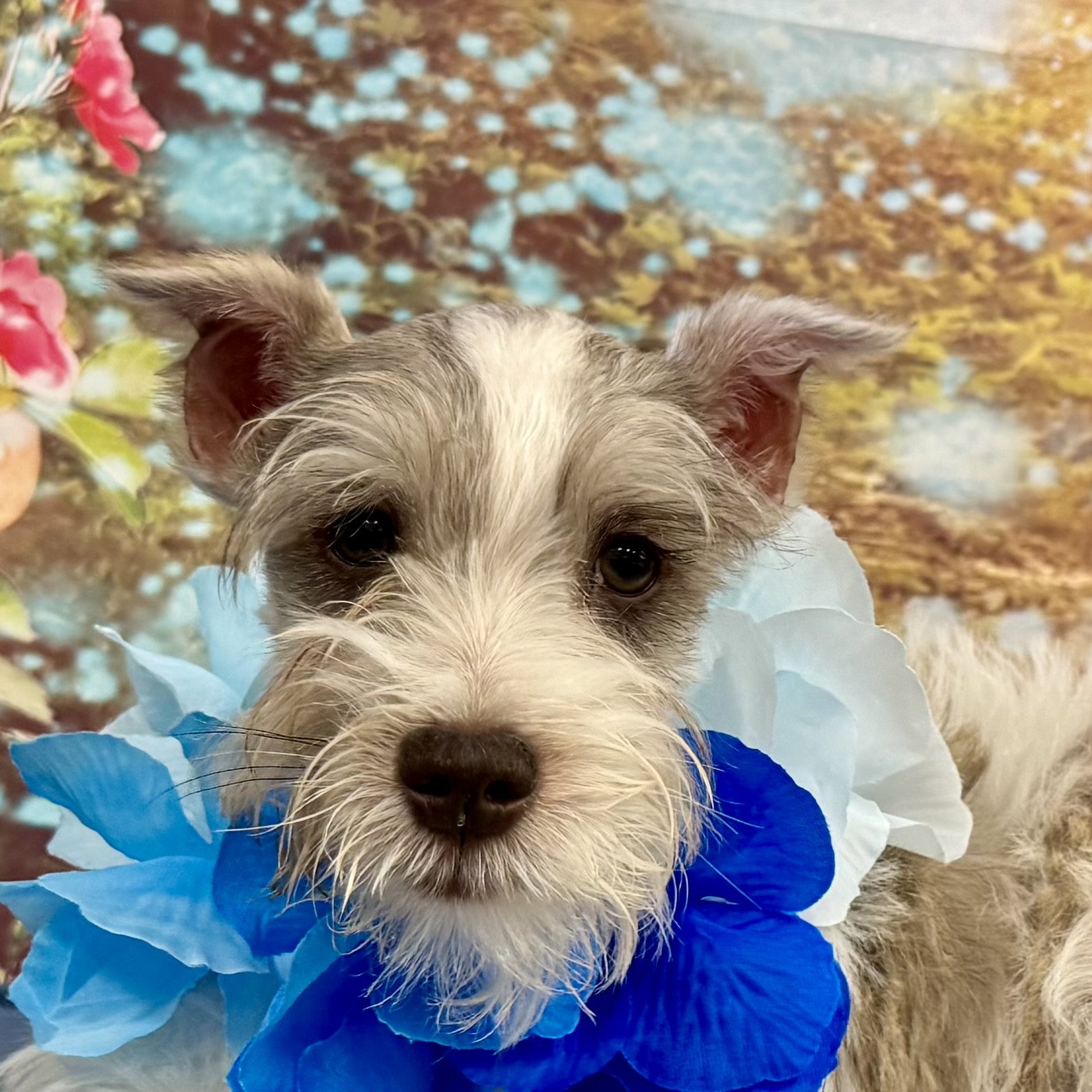 Mini Schnauzer  "Aspirin"  7lb  Male   DOB  5/15/2026