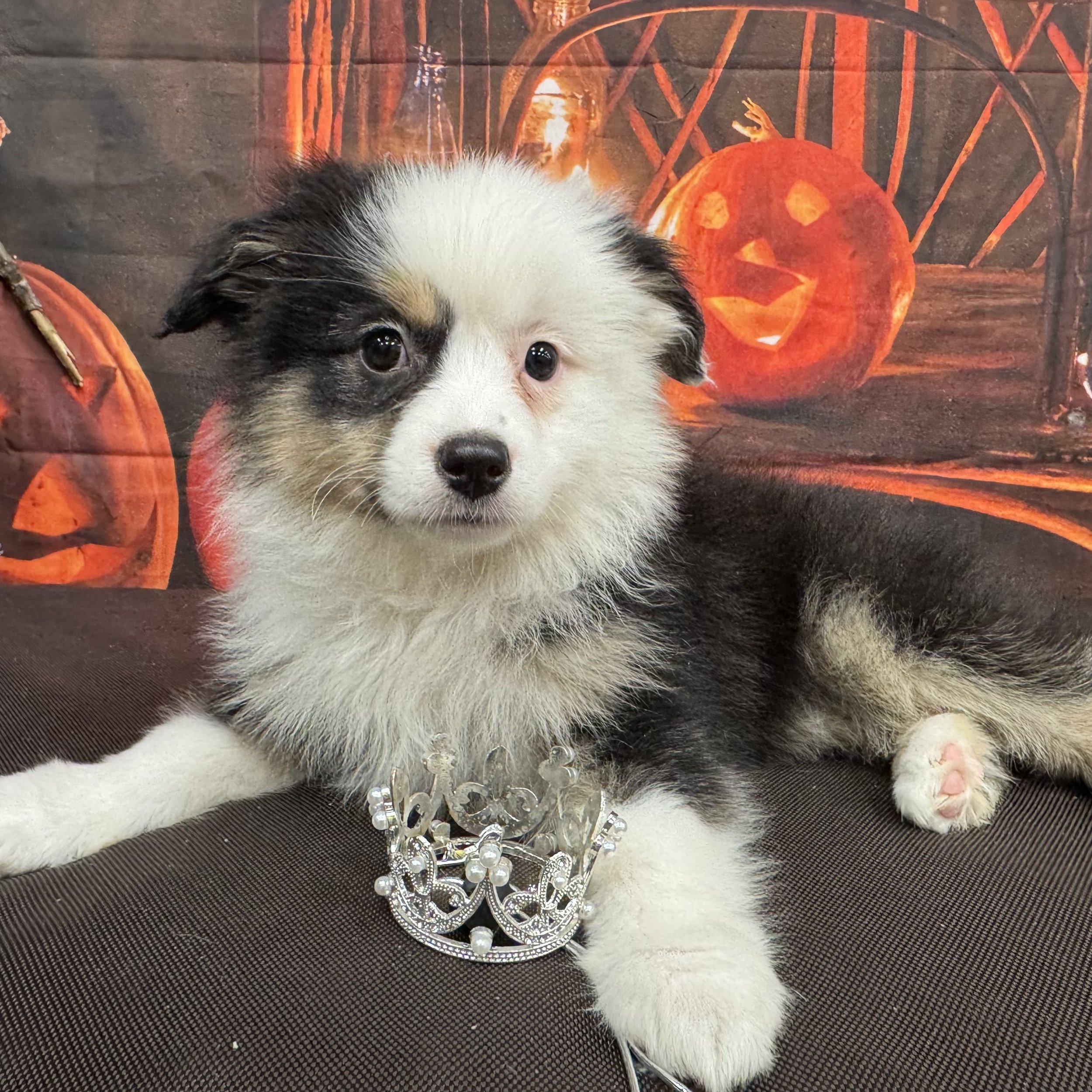 Mini Australian Shepherd  "Empress"  5lb  Female  DOB  8/19/2026
