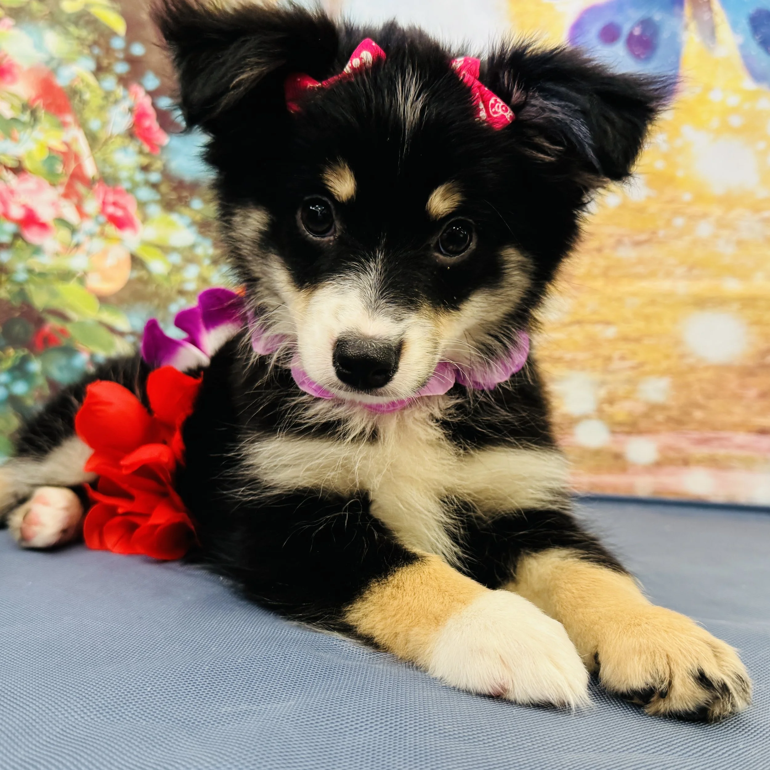 Mini Australian Shepherd  "Flower"  6lb  Female  DOB  3/17/2026