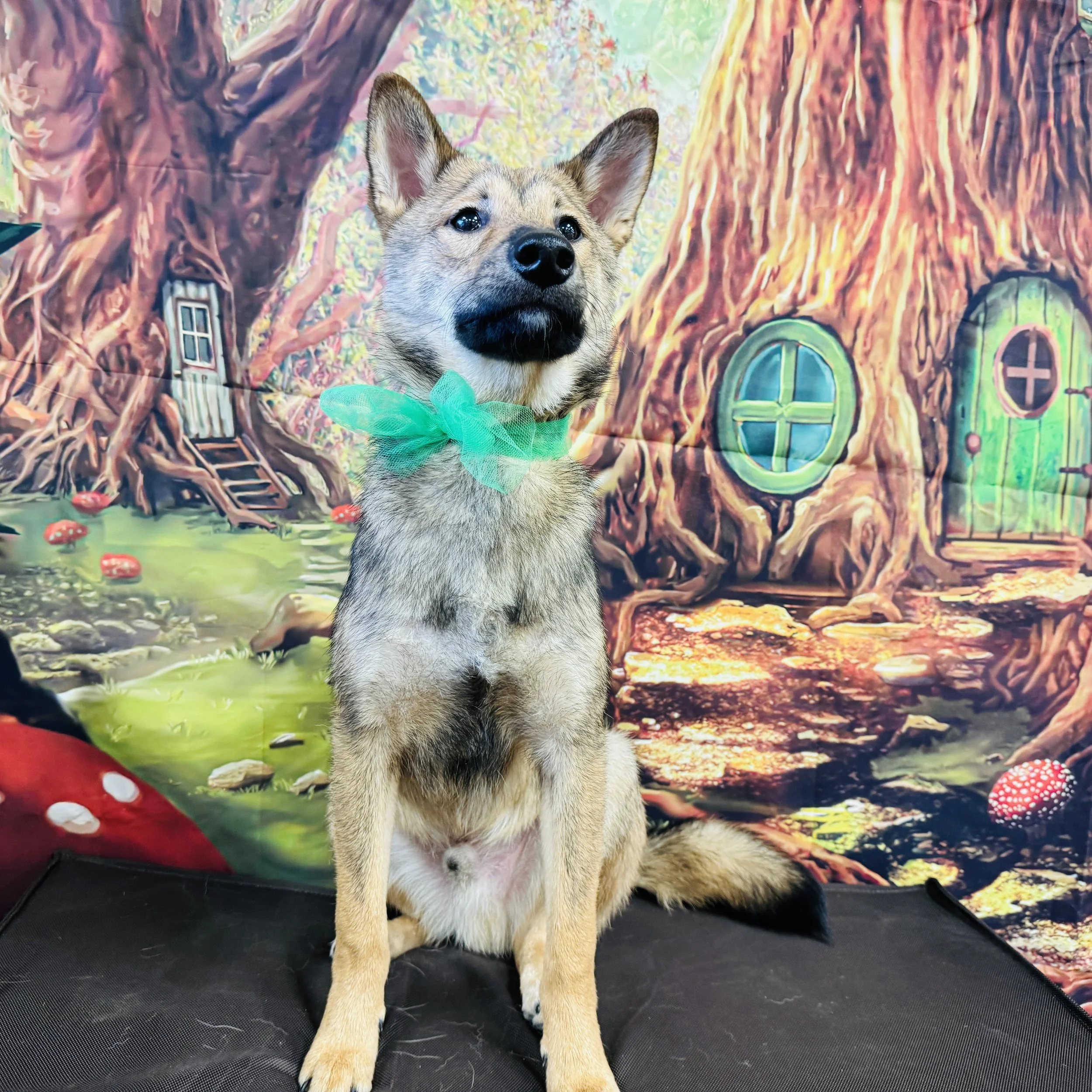 Shiba Inu  "Dante"  18lb  Male  DOB  7/30/2025