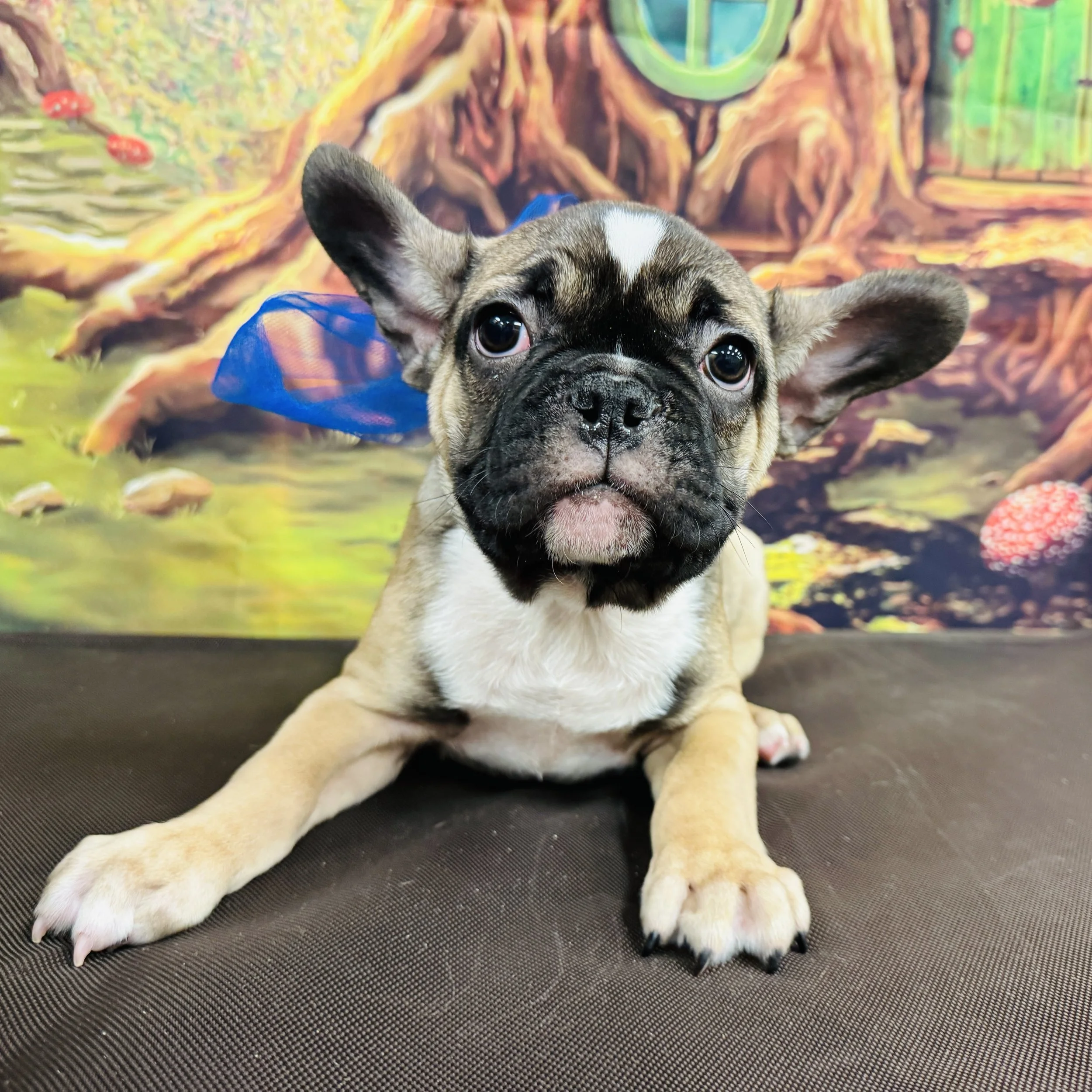 Frenchie  "Toothpick"  11lb  Male  DOB  12/12/2025