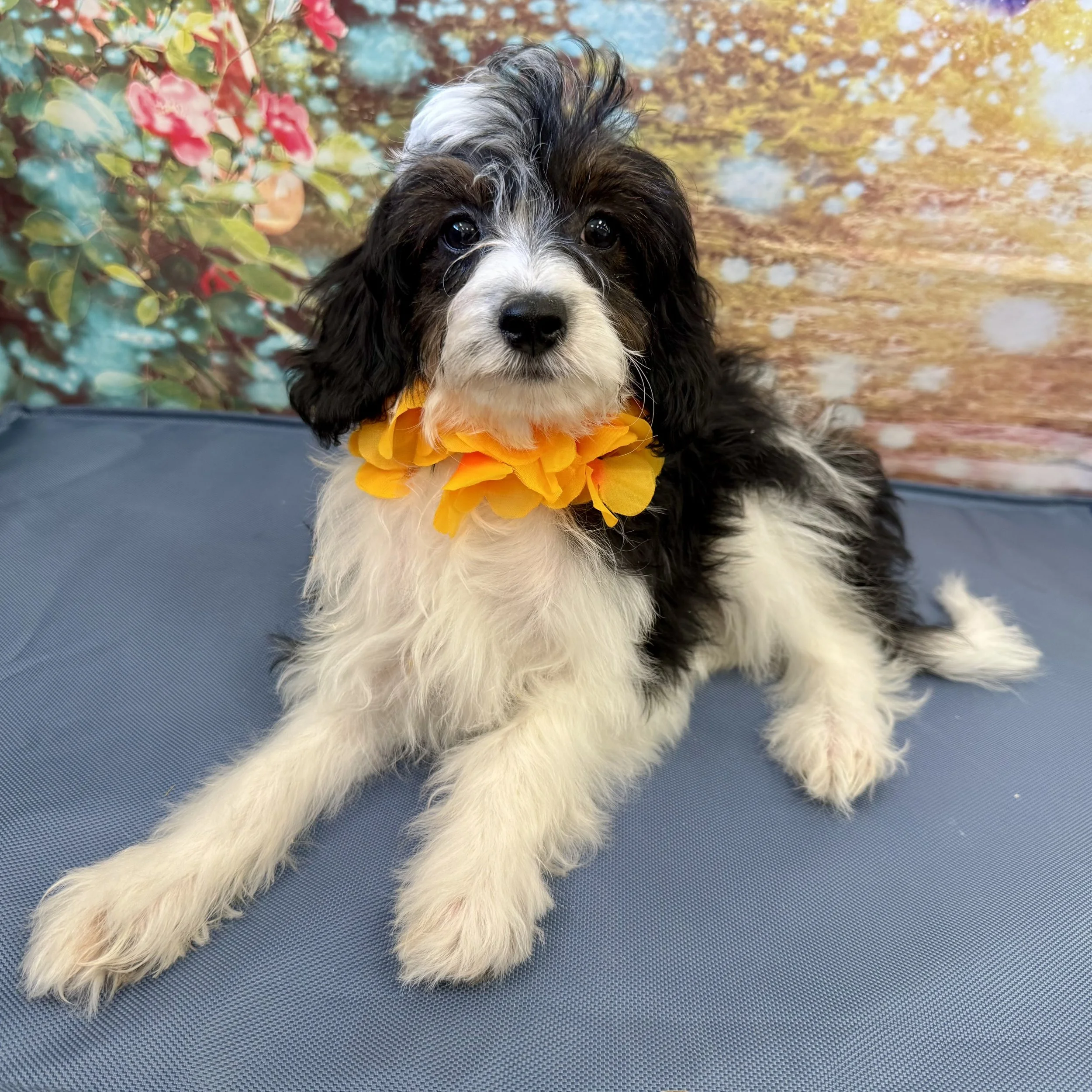 Papi Poo  "Oops"  5lb  Male  DOB  4/10/2026