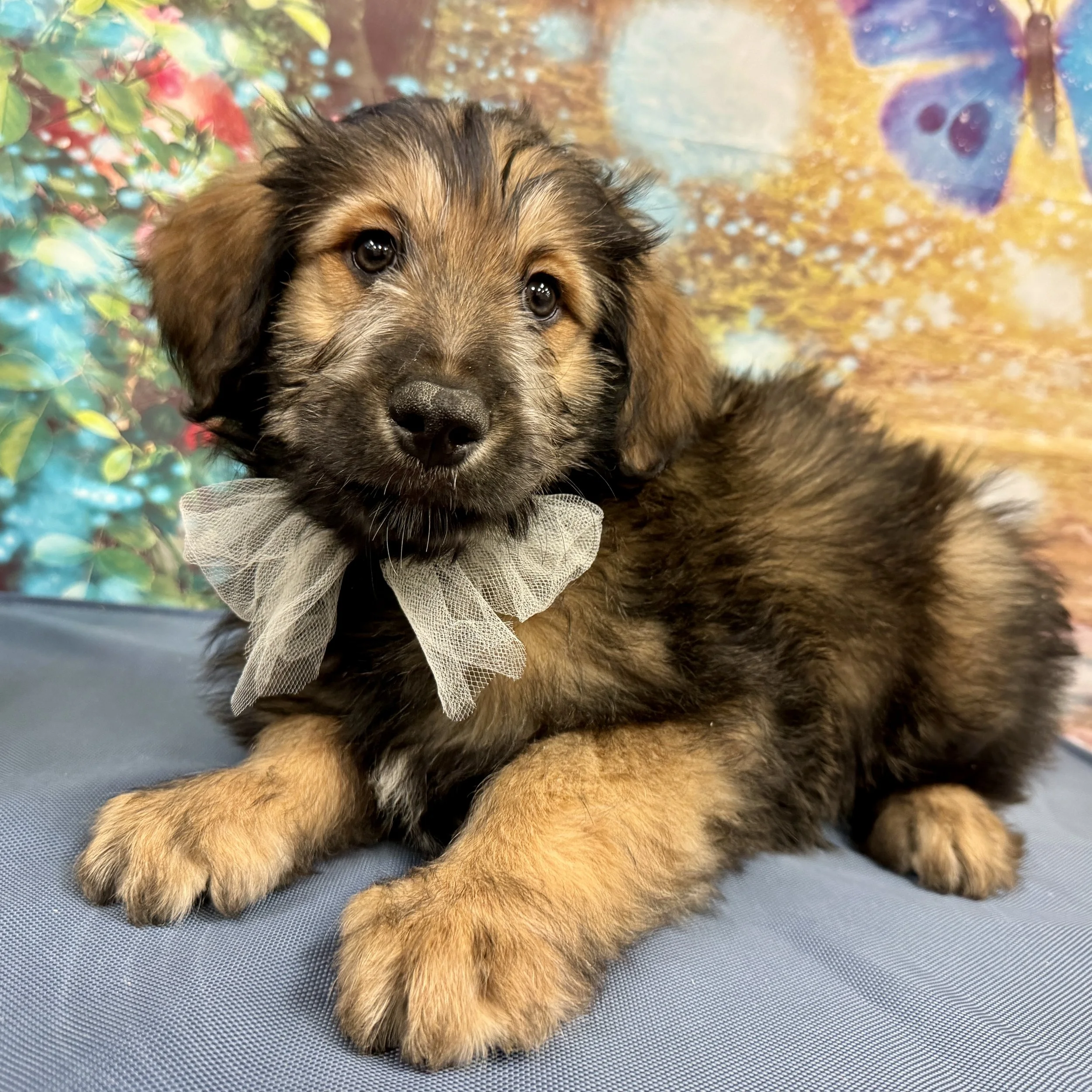 Mini Aussiedoodle  "Archer"  11lb  Male  DOB  2/15/2026